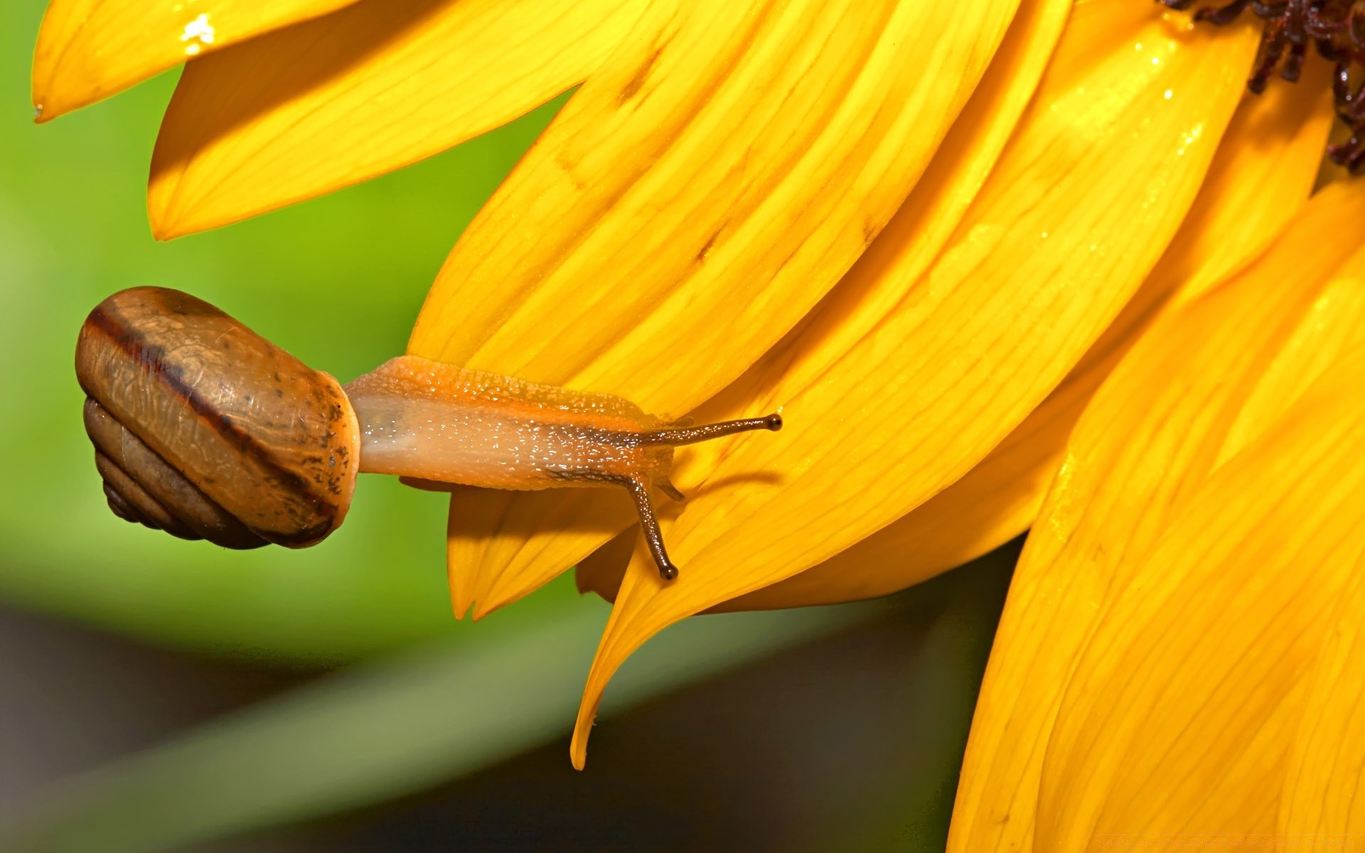 animals nature flower flora garden leaf insect outdoors summer growth