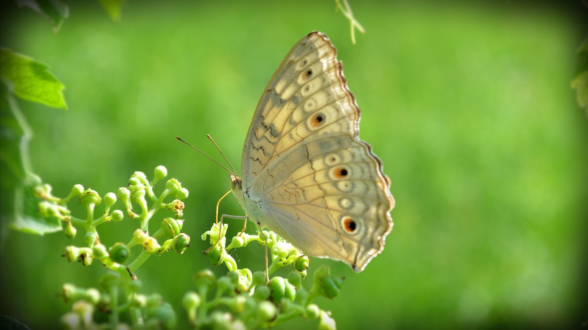 insetos borboleta natureza inseto verão asa animal ao ar livre vida selvagem jardim flora antena pequeno bela folha close-up invertebrados desktop selvagem cor