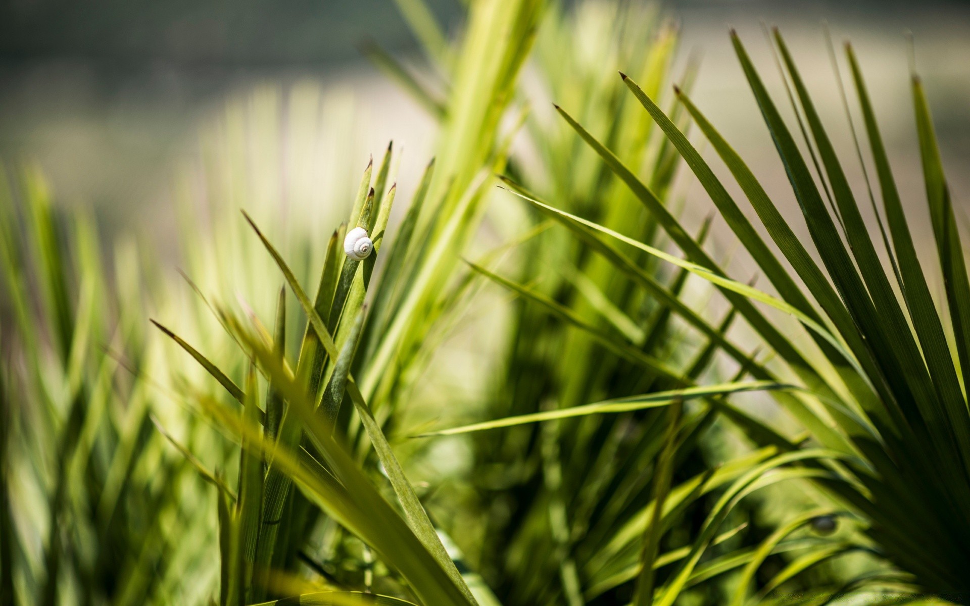 zwierzęta liść natura trawa wzrost flora lato na zewnątrz słońce deszcz rozmycie ogród dobra pogoda świt bujny