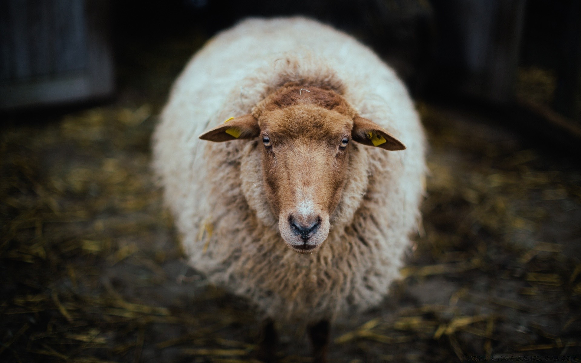 animaux mammifère faune portrait moutons nature animal à l extérieur