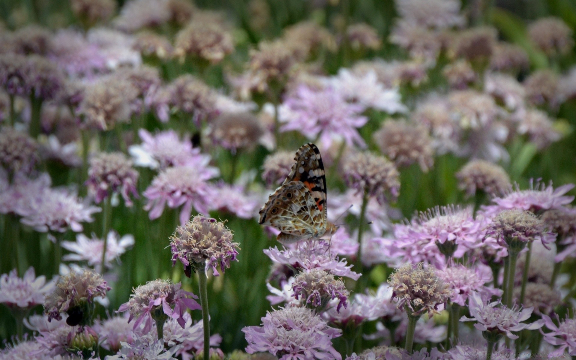 insects flower flora nature blooming garden leaf summer floral petal season outdoors close-up grass color wild