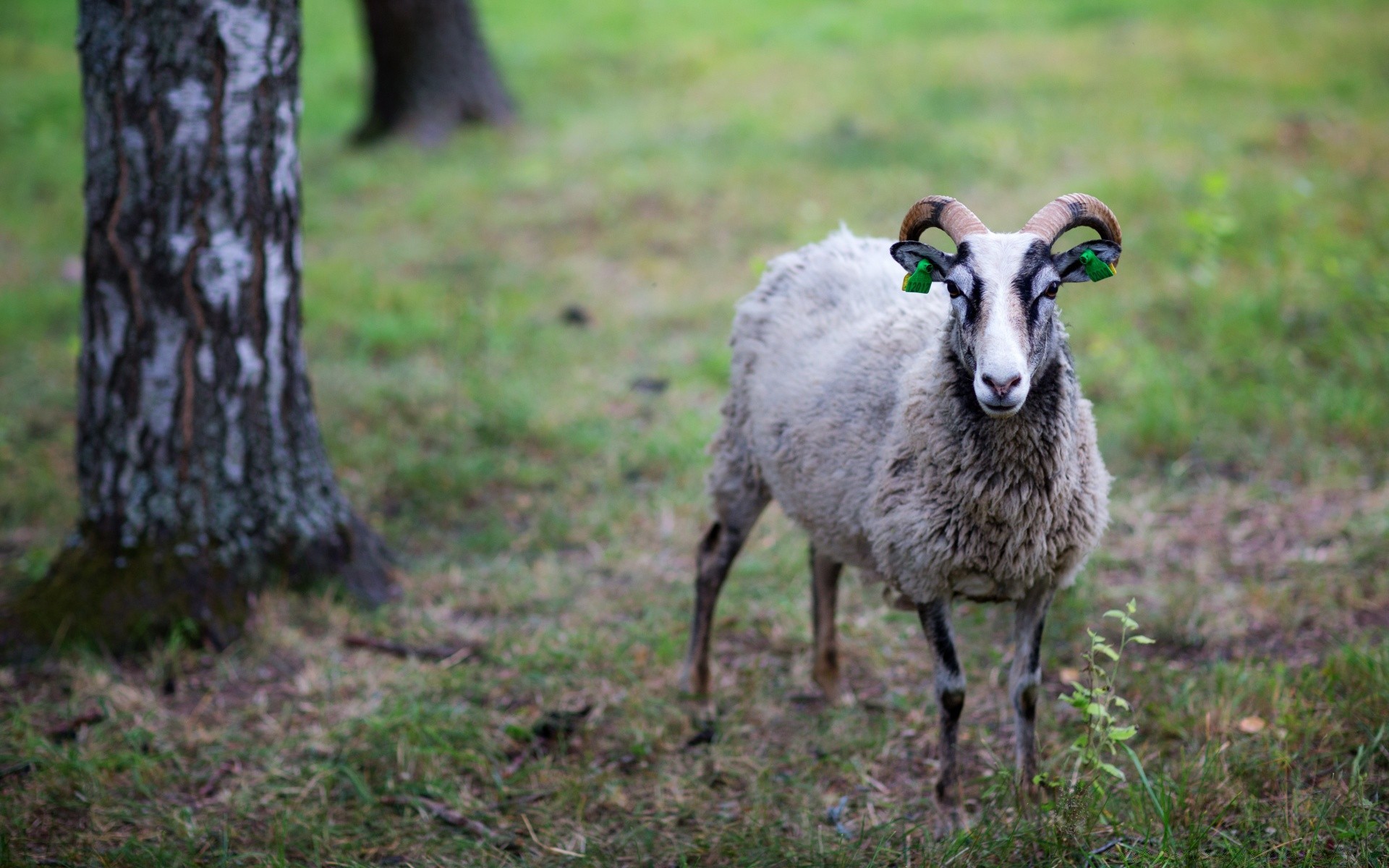 animaux mammifère herbe nature en plein air moutons animal faune foin