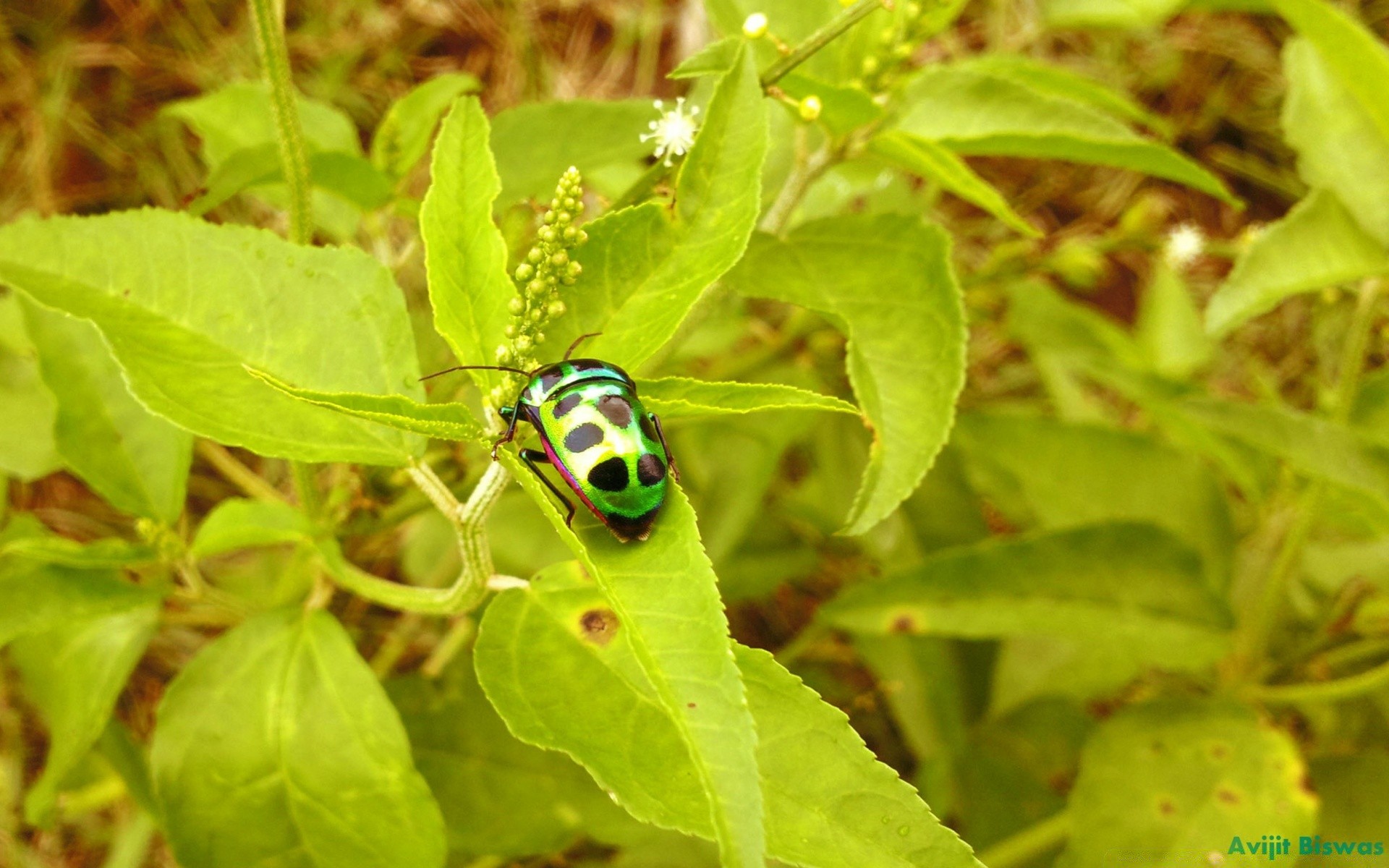 insects nature leaf summer outdoors little close-up flora food insect bright garden