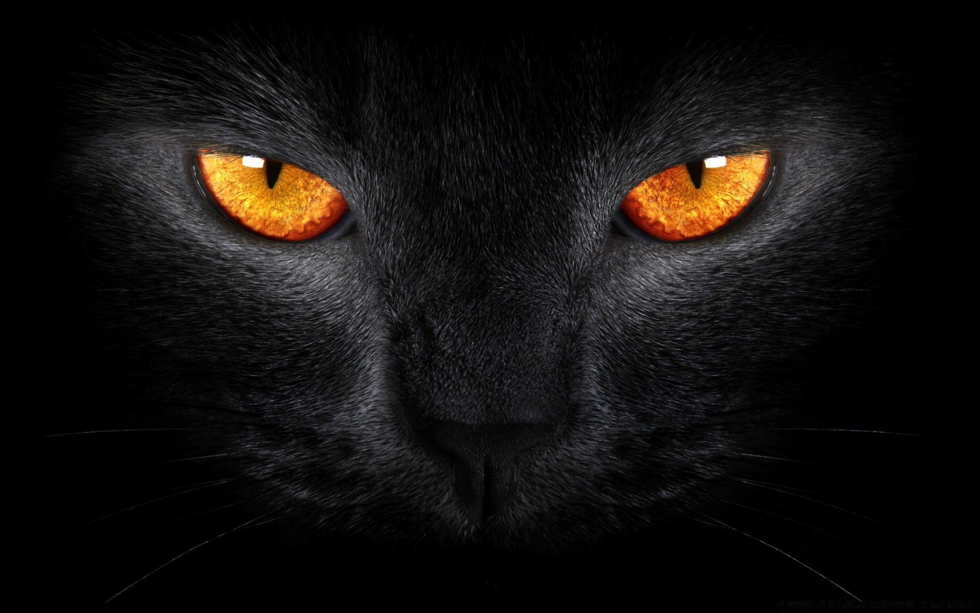 cats cat portrait eye one dark animal face halloween cute