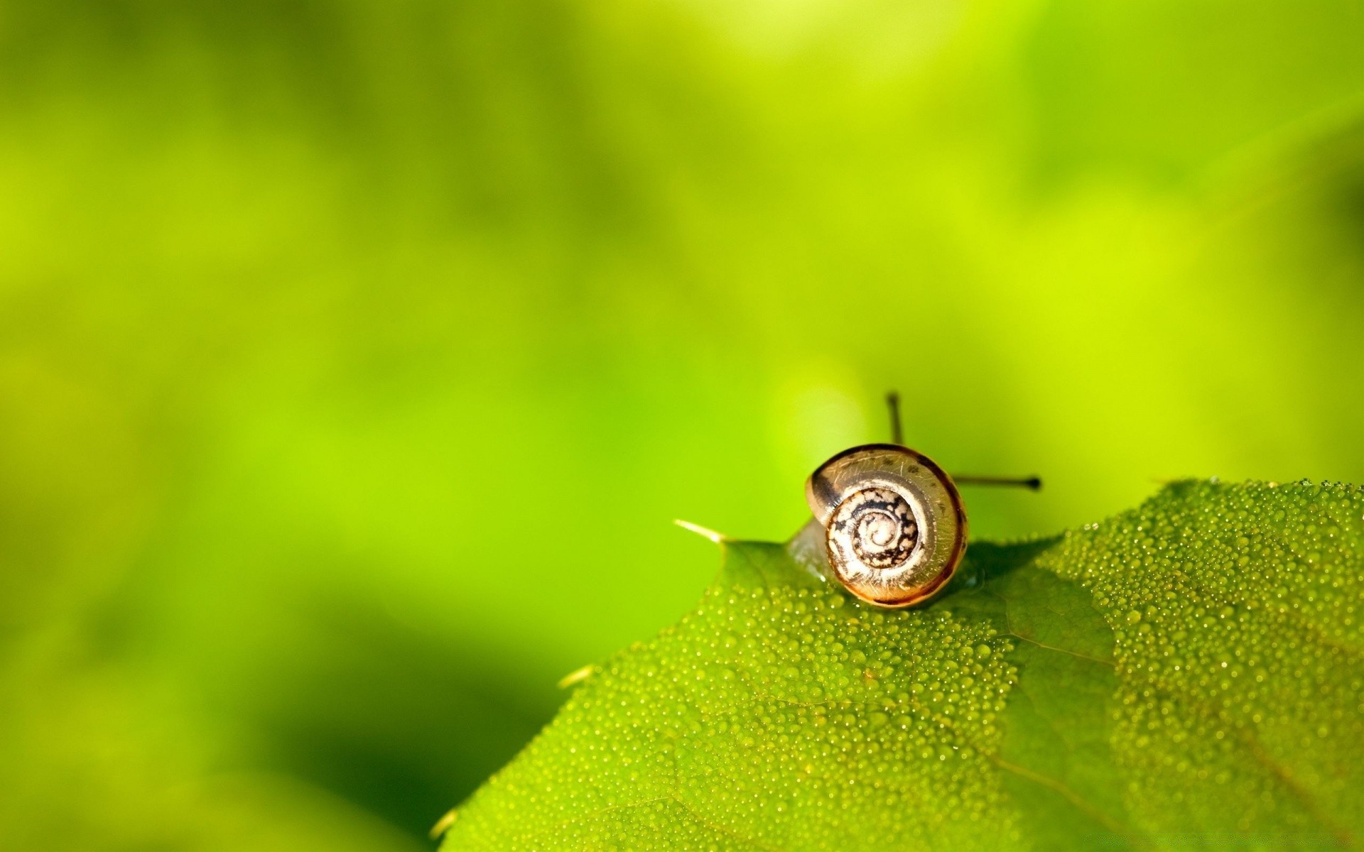 insects nature insect leaf garden flora rain little dew drop grass desktop summer environment close-up bright ecology color tiny growth