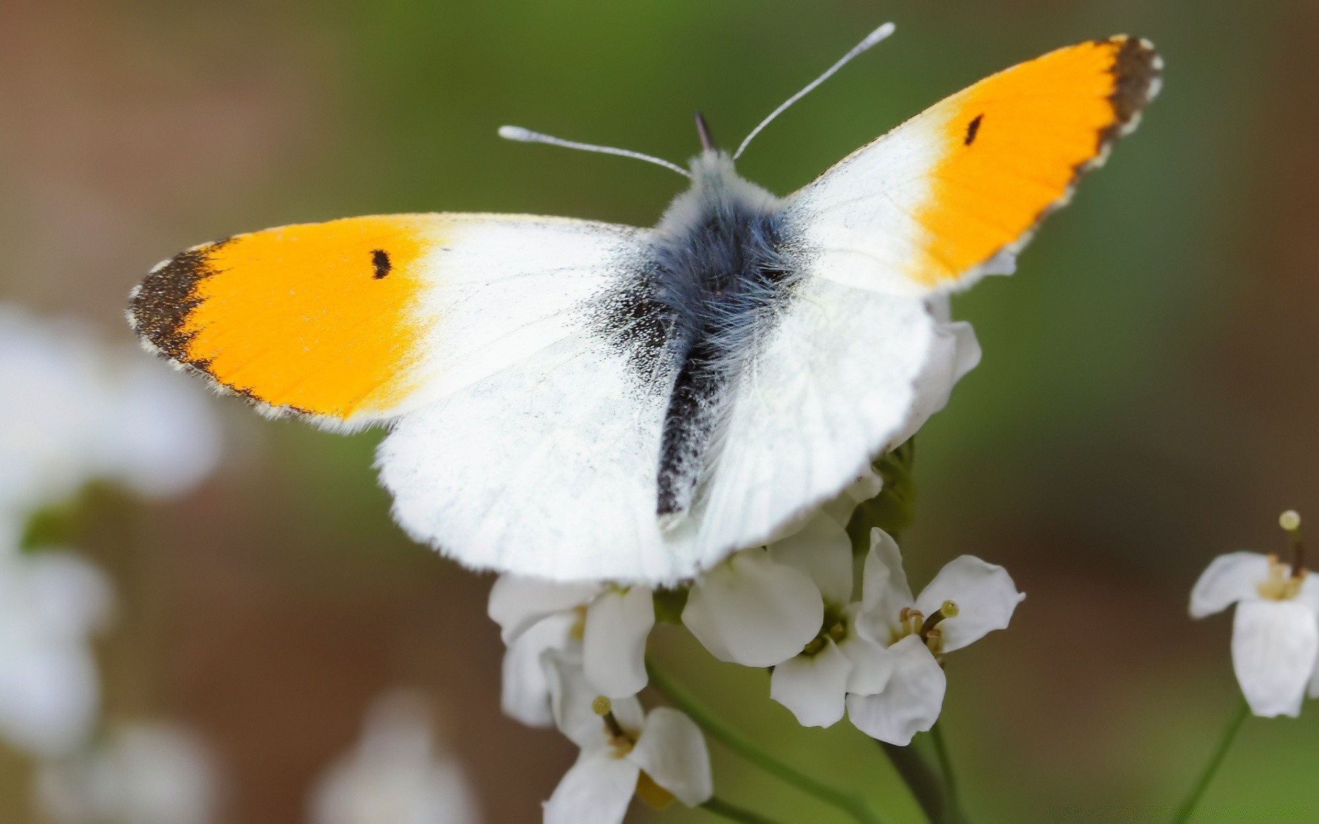 insects butterfly nature insect outdoors wildlife flower delicate invertebrate animal flora bright color wing garden moth summer wild leaf lepidoptera