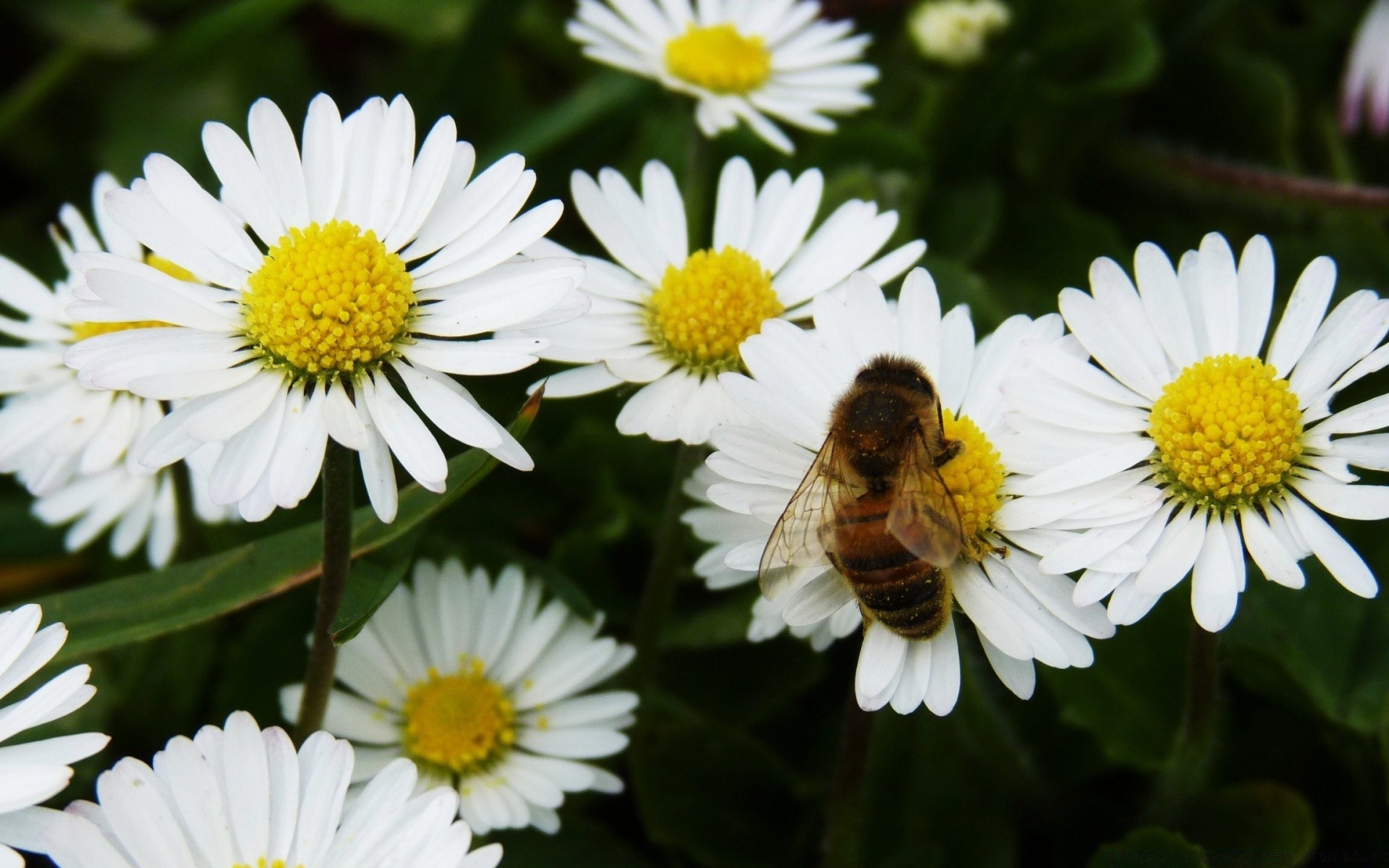 insekten natur blume flora sommer blatt garten blumen blühen blütenblatt gänseblümchen wild schließen heuhaufen farbe hell im freien