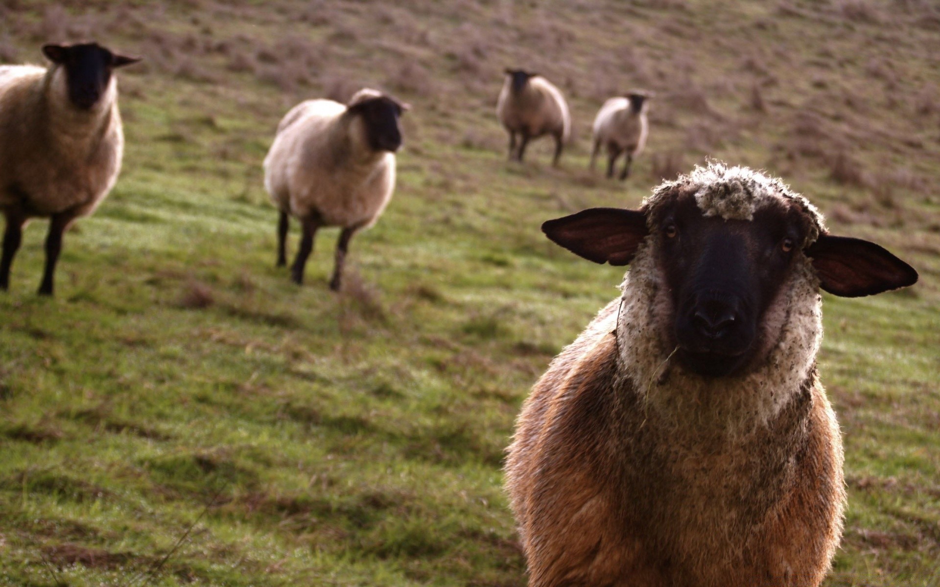 animals sheep mammal livestock grass farm lamb animal wool hayfield agriculture cattle wildlife ewe cute goat field domestic