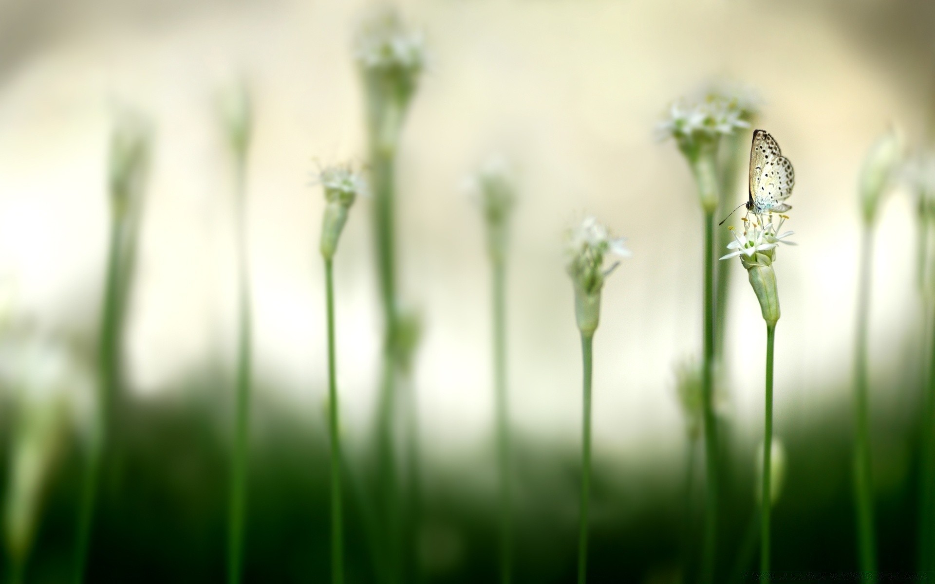 schmetterling gras unschärfe natur feld wachstum sommer blume heuhaufen flora gutes wetter garten dämmerung sonne rasen blatt im freien