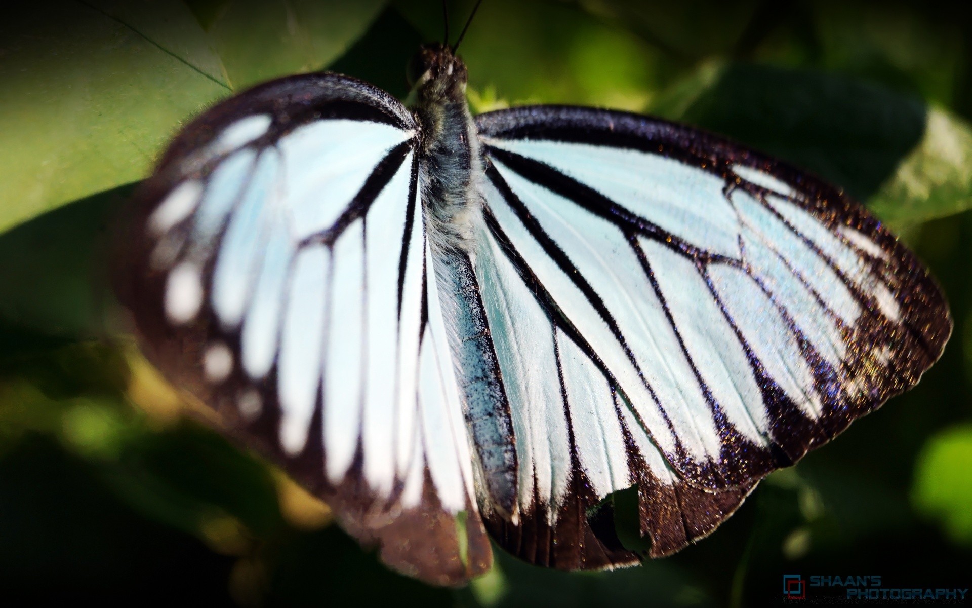 borboleta inseto natureza ao ar livre vida selvagem invertebrados gentil biologia verão folha asa animal