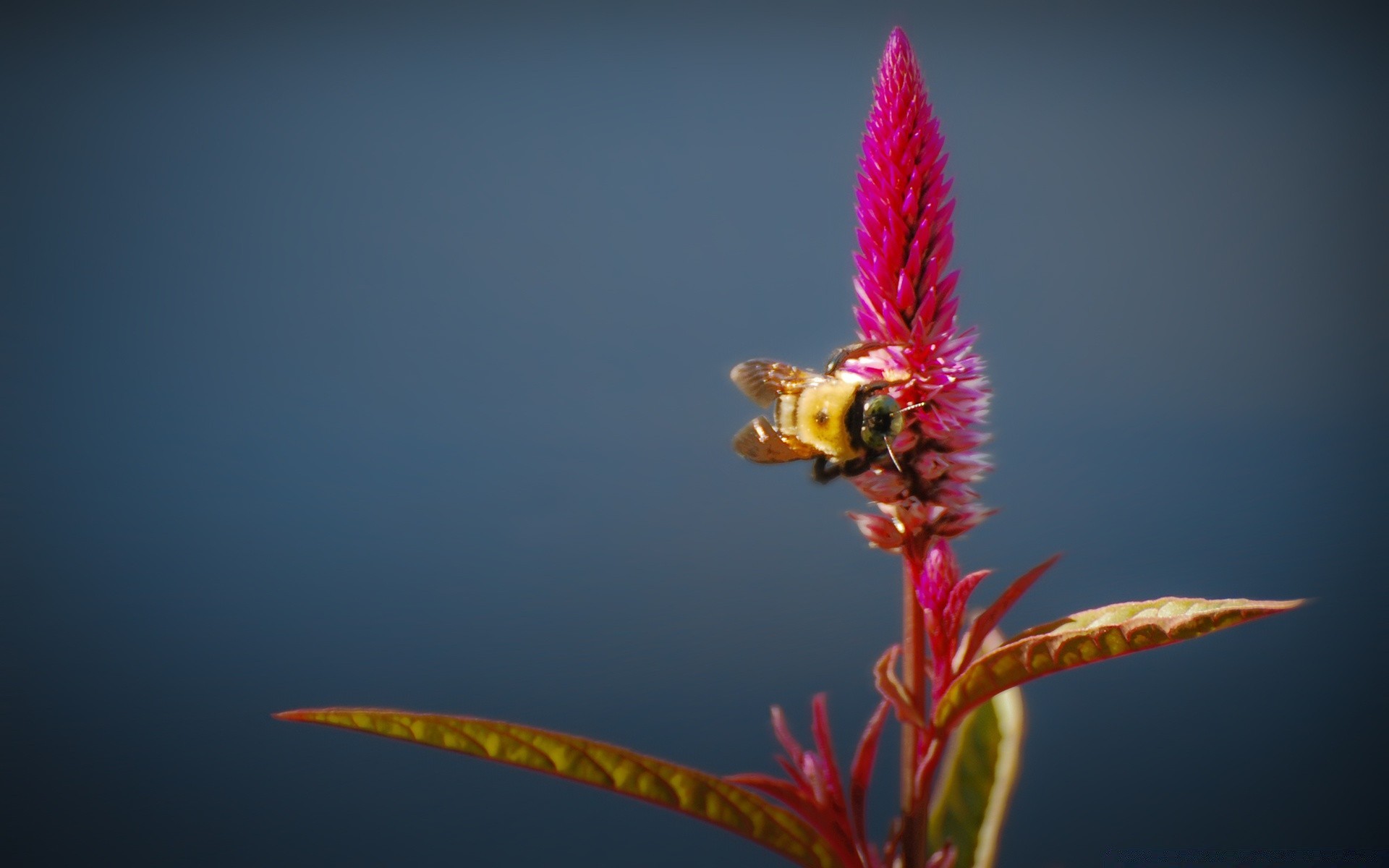 insectos naturaleza flor insecto flora al aire libre color