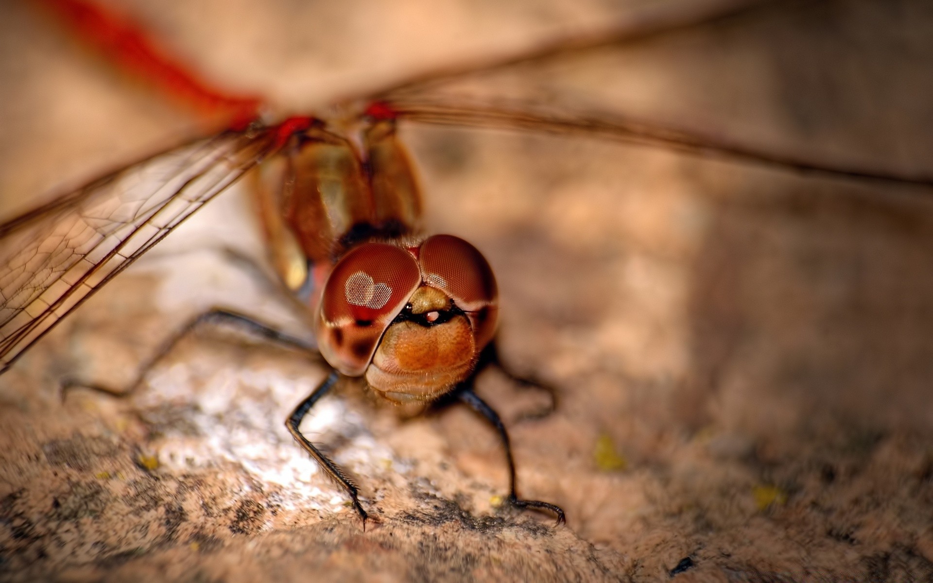 insetti insetto invertebrati natura animale fauna selvatica volare libellula antenna primo piano piccolo selvaggio singolo ala entomologia colore biologia