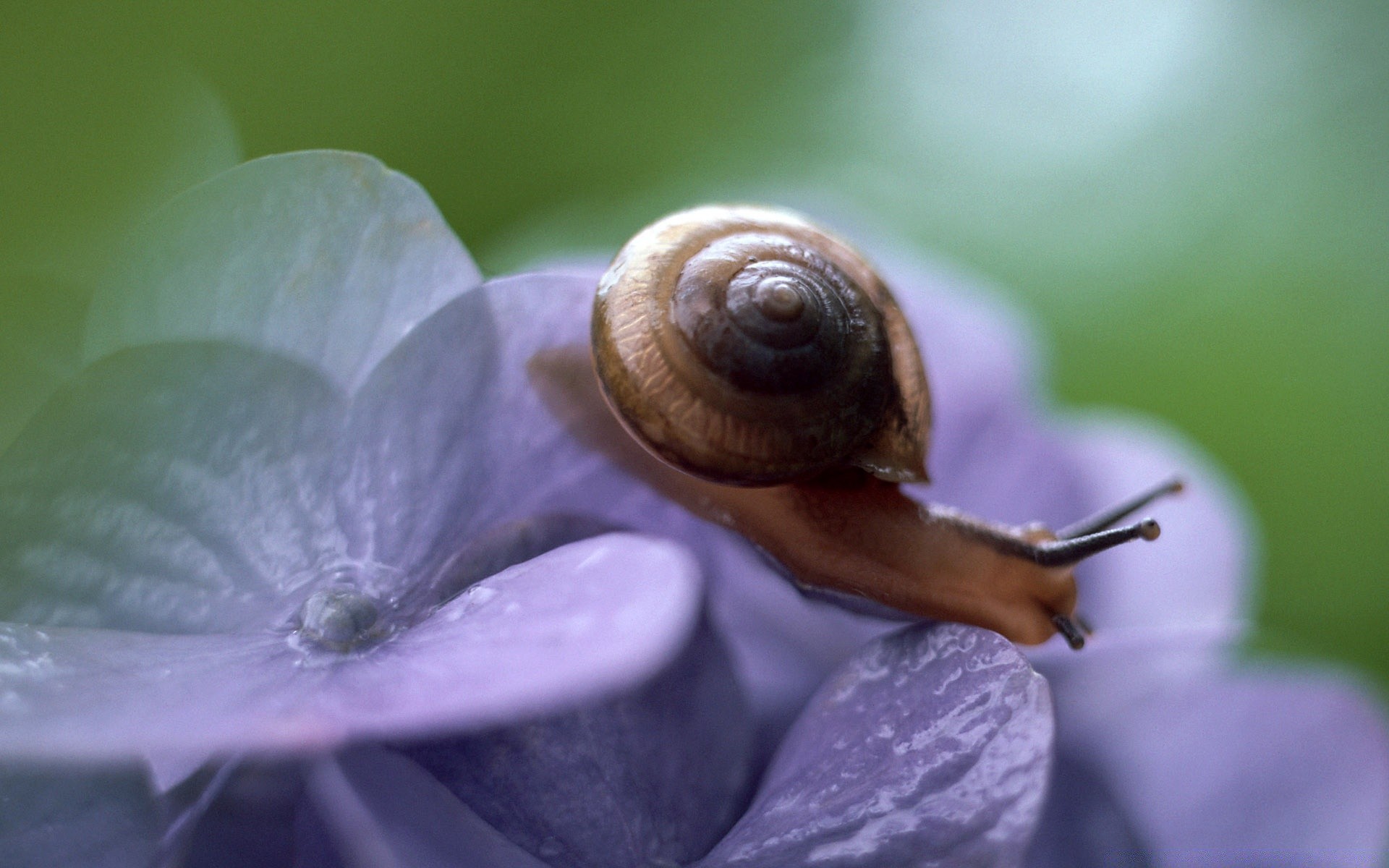 insekten schnecke langsam bauchfüßler garten natur muscheln helix schleimig wirbellose spirale schale schnecke blume schleim rutschig flora nass insekt schließen klebrig