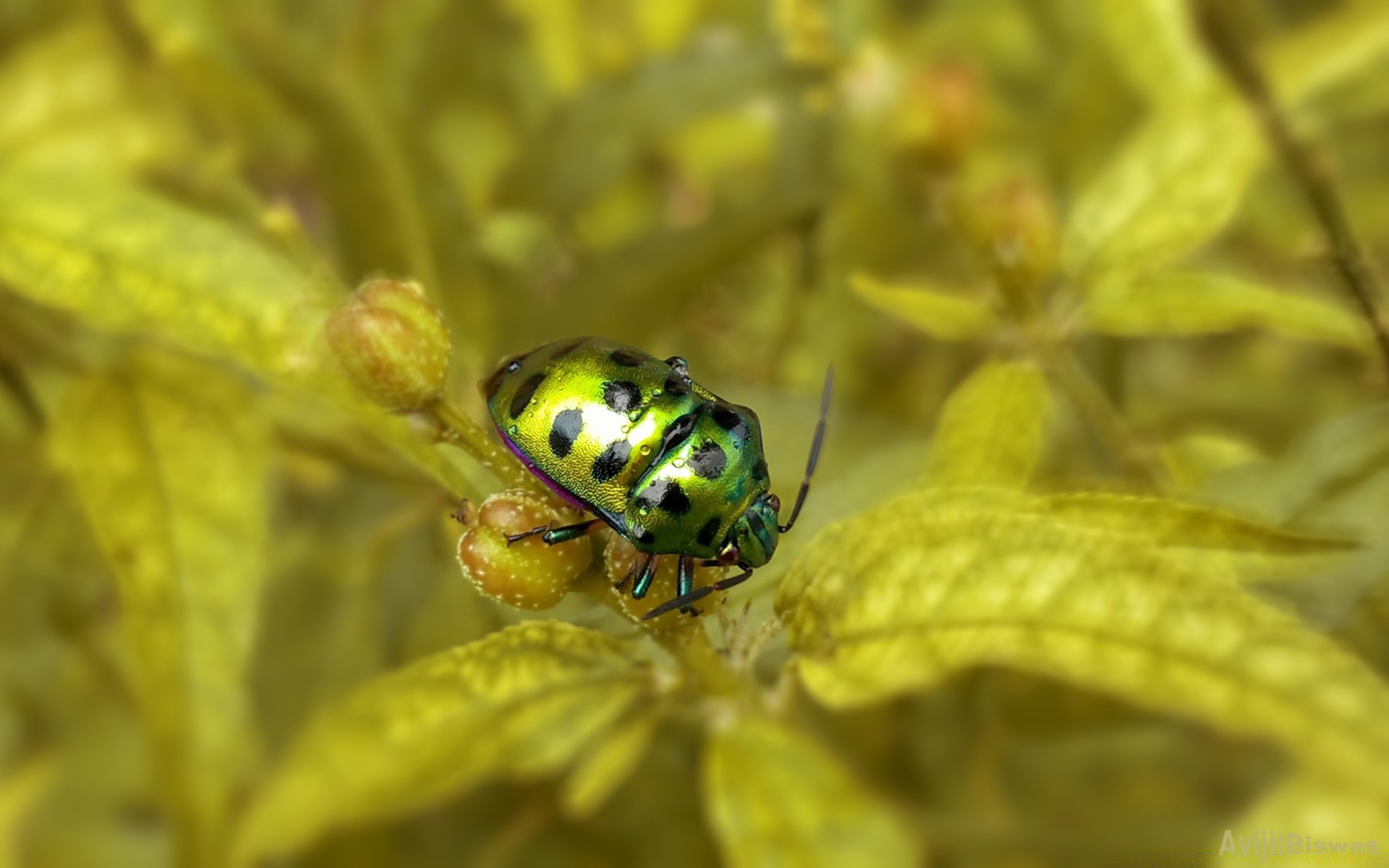 insectos naturaleza hoja flora insecto al aire libre verano primer plano poco jardín vida silvestre color brillante animal escritorio