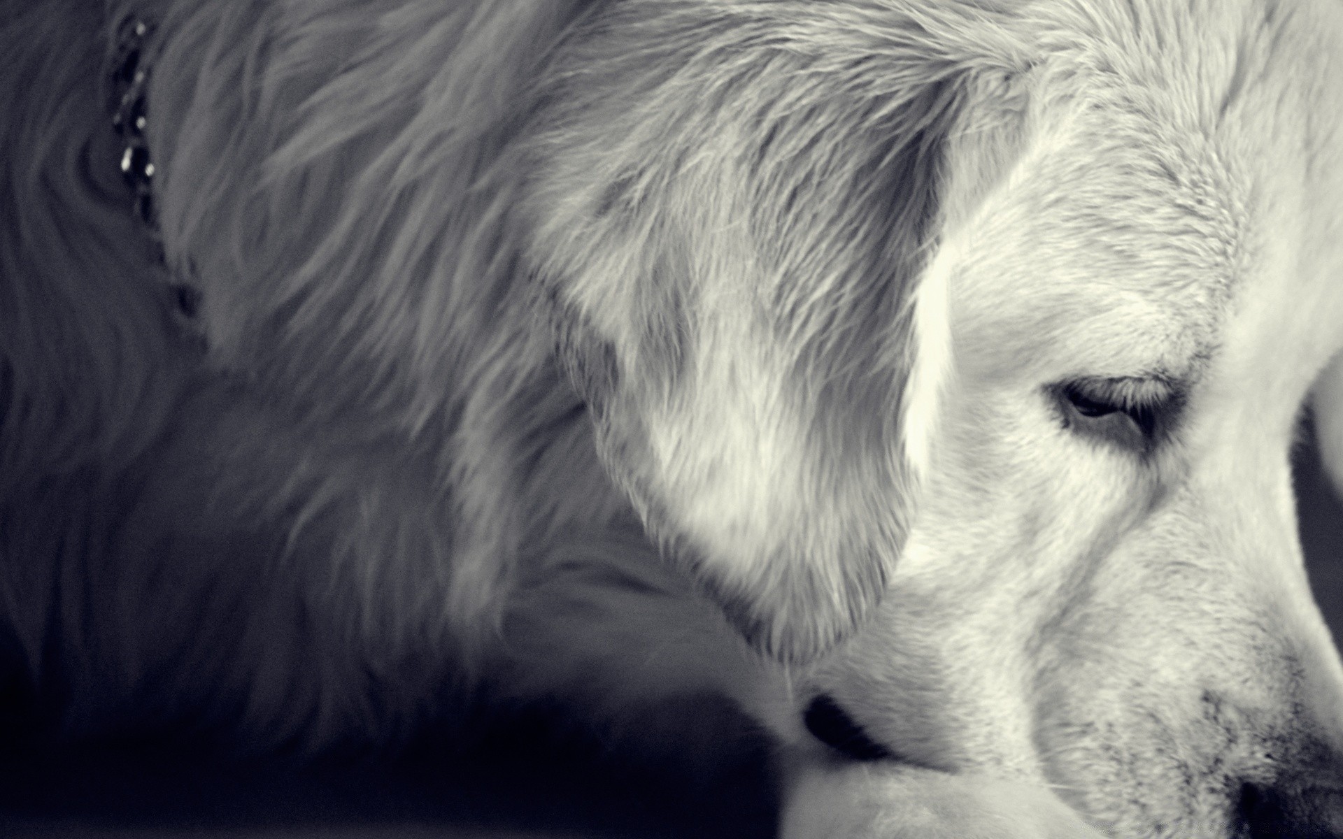 chien chien cynologue animal mammifère portrait fourrure animal de compagnie mignon unique chiot oeil retriever cheveux loup