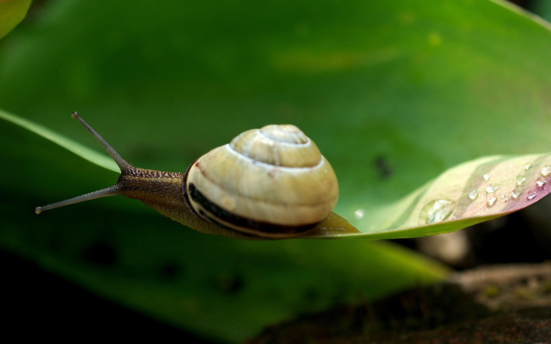 insects snail slow gastropod invertebrate nature shellfish slug slimy garden shell helix insect wildlife slime leaf animal pest one antenna