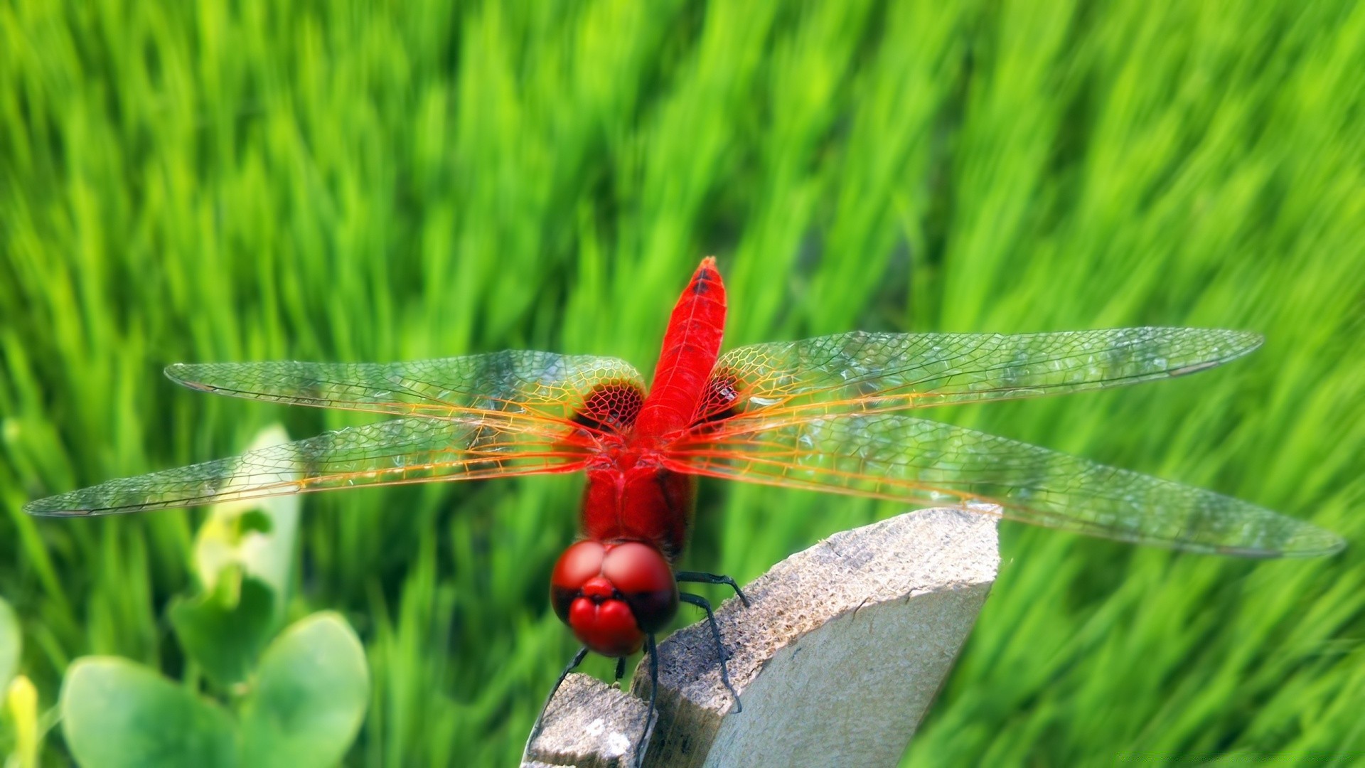 insectes herbe nature été champ flore foin à l extérieur feuille jardin croissance pelouse saison gros plan environnement lumineux