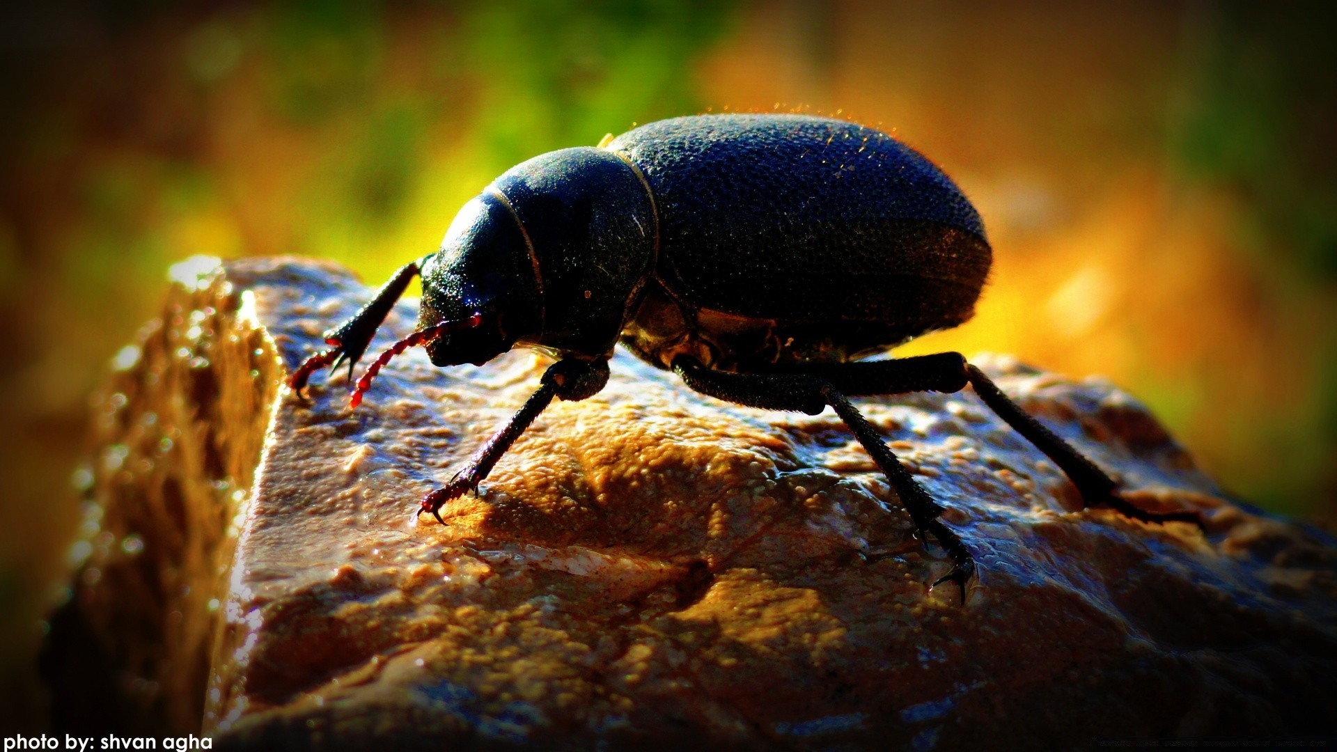 owady owad chrząszcz bezkręgowców natura przyrody zwierząt na zewnątrz drewna latać małe antena zbliżenie biologia kolor