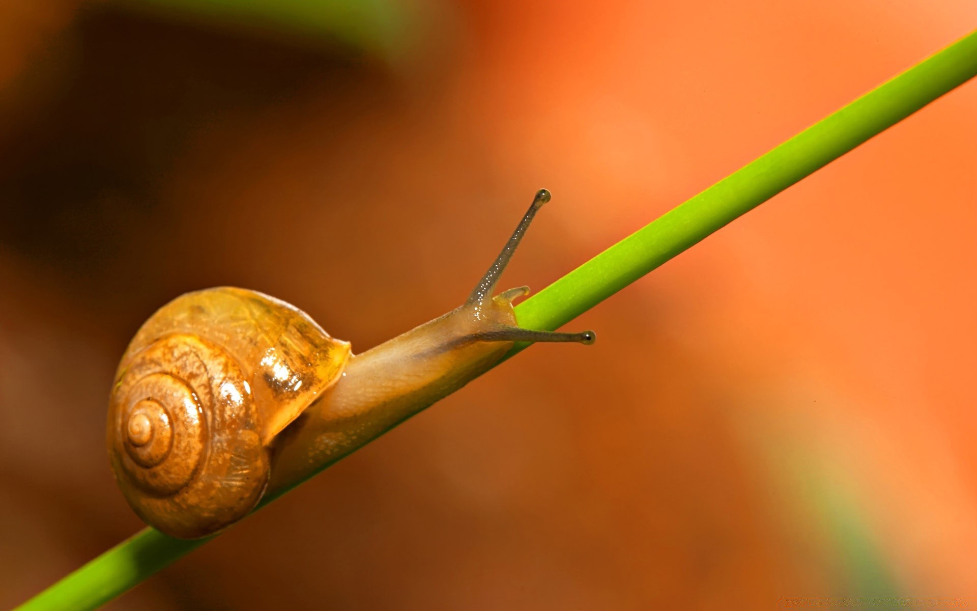 owady ślimak bezkręgowce ślimak ogród owad wolno mięczaki śluzowaty natura liść flora deszcz antena biologia ślimak helix pest skorupa mokry