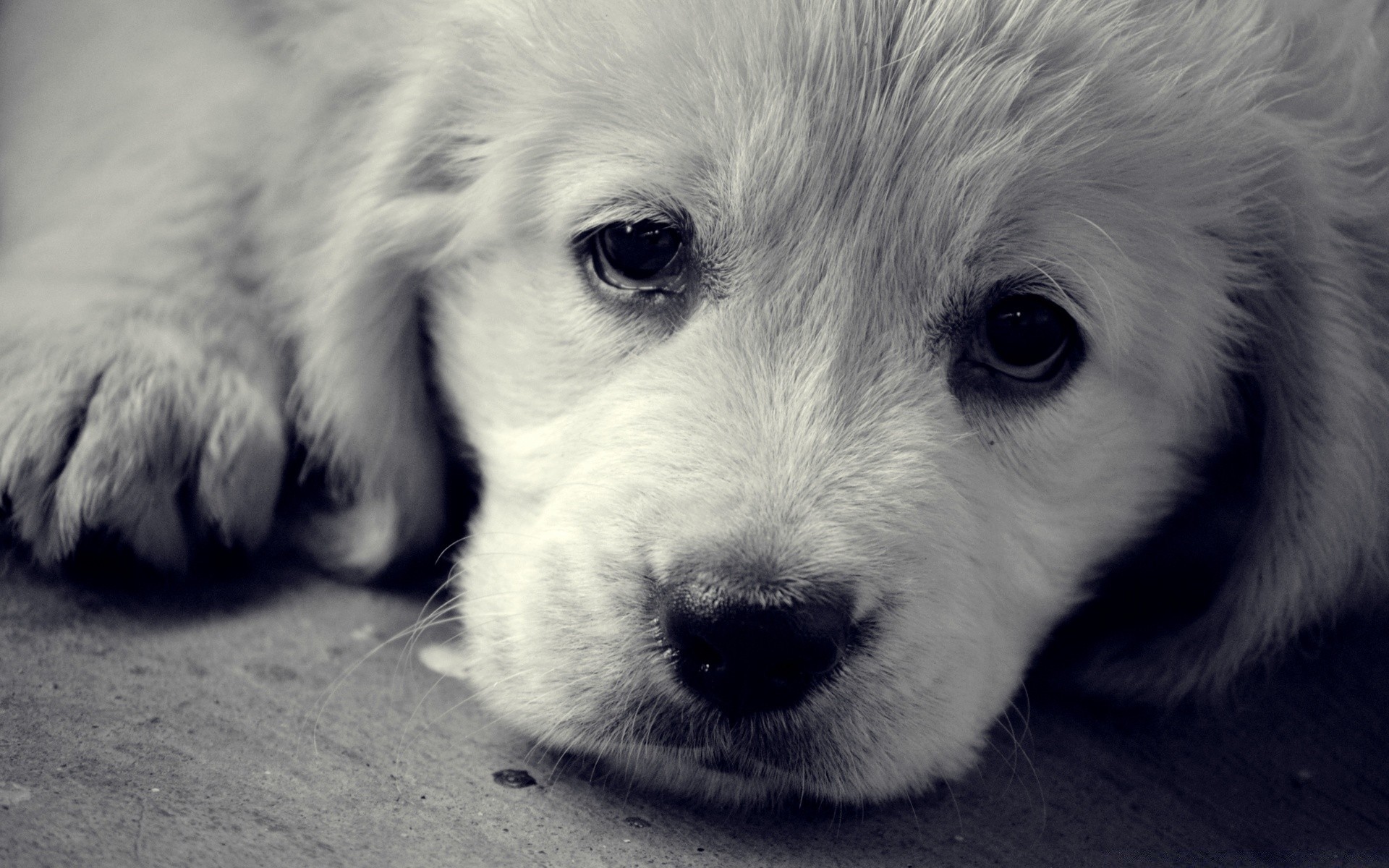 dogs dog mammal canine pet cute animal puppy portrait adorable little domestic fur baby studio looking one eye downy