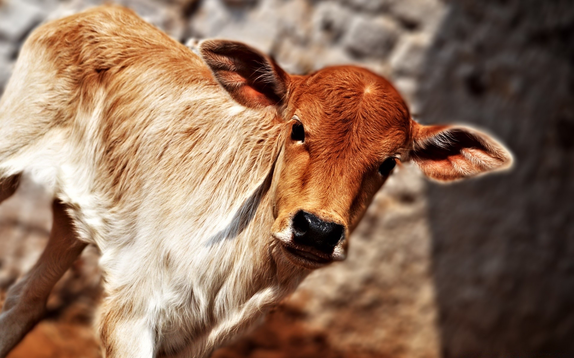 animaux animal mammifère nature fourrure portrait mignon chien la faune zoo domestique sauvage oeil aperçu