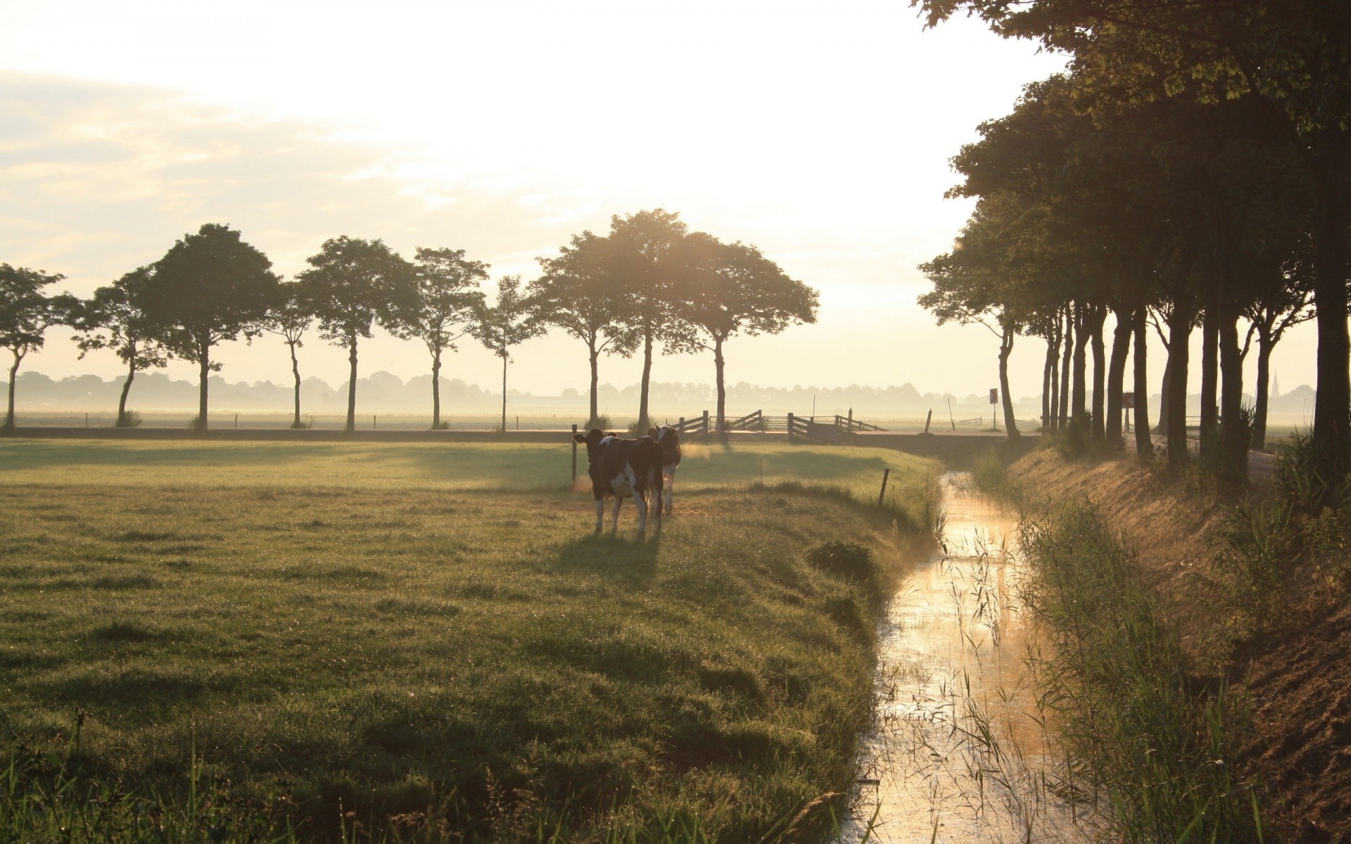 animals tree landscape outdoors travel evening sunset grass mammal farm agriculture daylight cavalry dawn