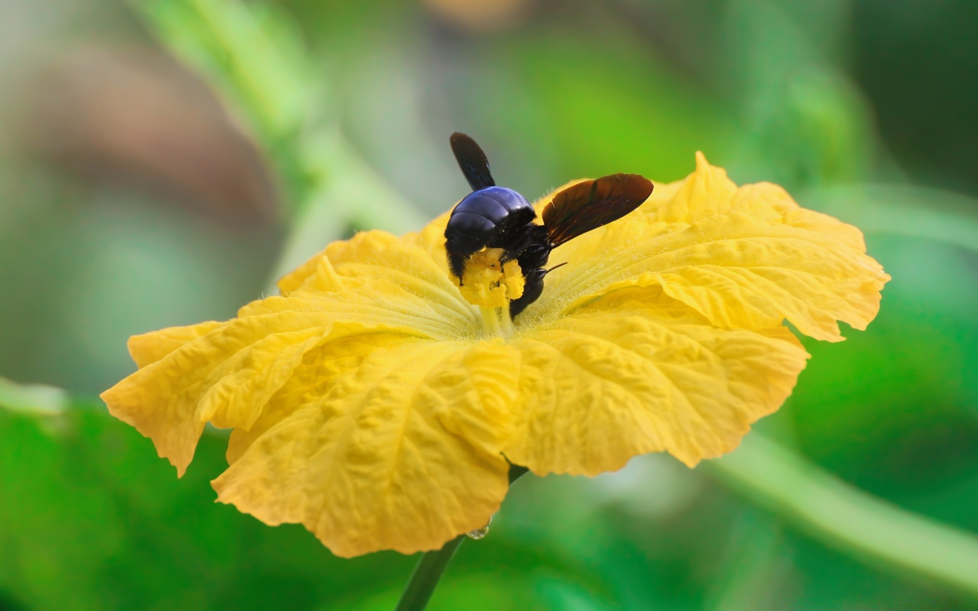 insekten natur im freien blatt insekt flora sommer pollen blume tageslicht schließen garten hell