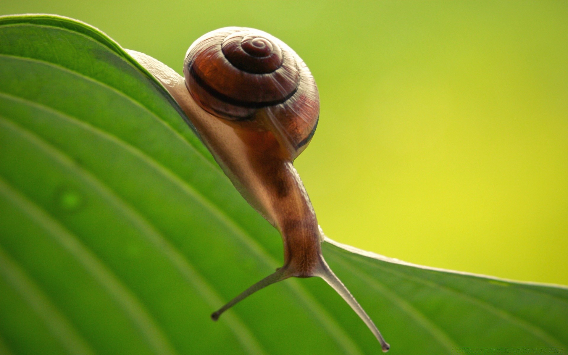 insetti lumaca giardino lento gasteropode viscido natura invertebrati flora foglia elica lumaca molluschi desktop primo piano singolo insetto bagnato spirale