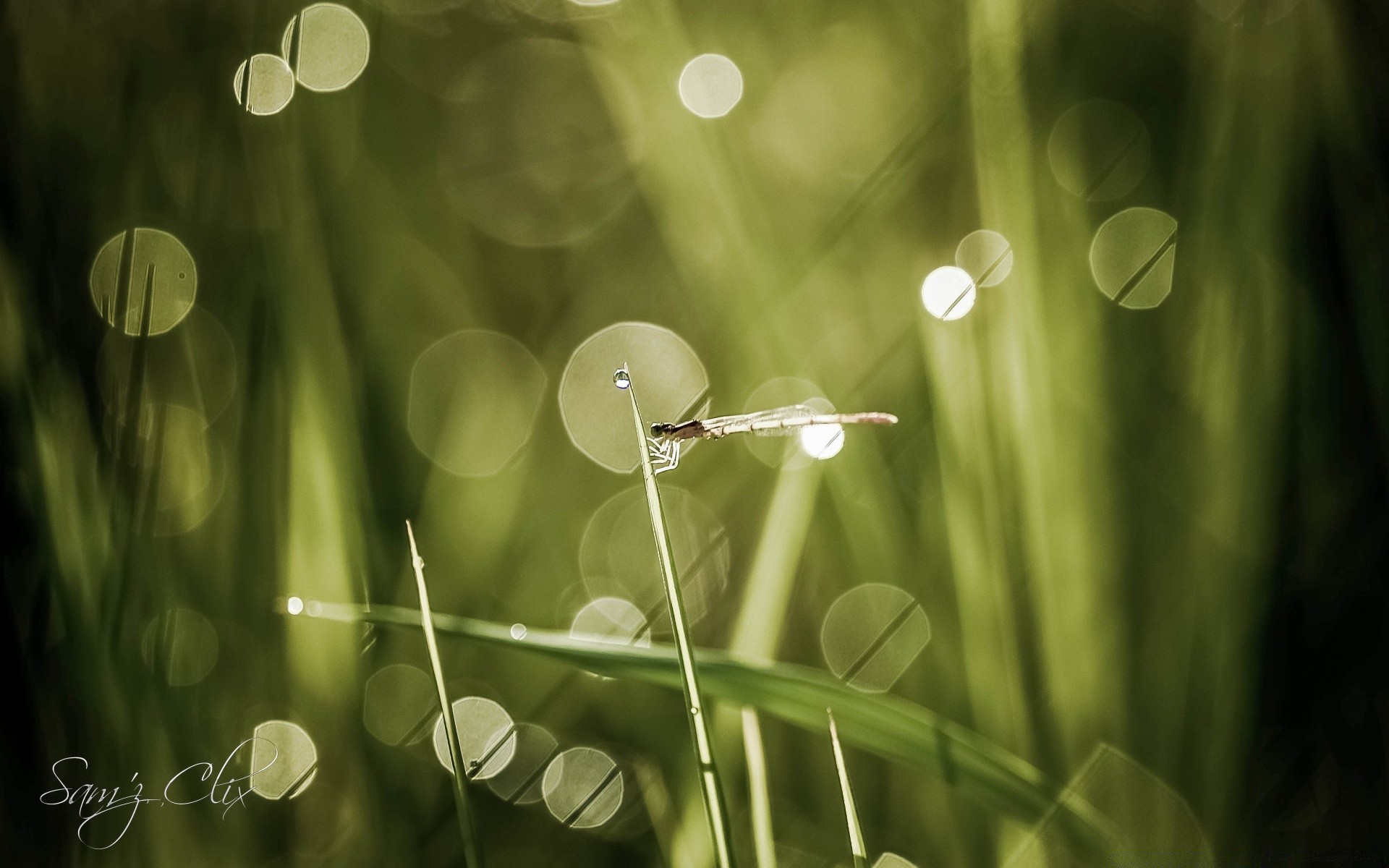 insectos rocío lluvia hierba gota naturaleza hoja flora jardín verano mojado gotas limpieza crecimiento césped agua brillante medio ambiente frescura desenfoque hoja