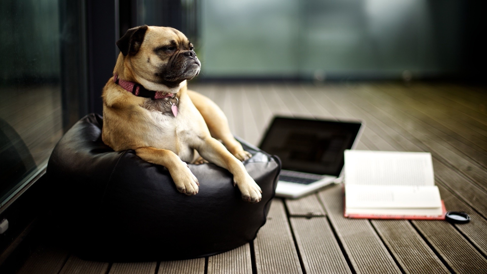 köpekler köpek portre köpek eğitmeni sit evde beslenen hayvan memeli bir oturmuş kapalı yetişkin sevimli yer