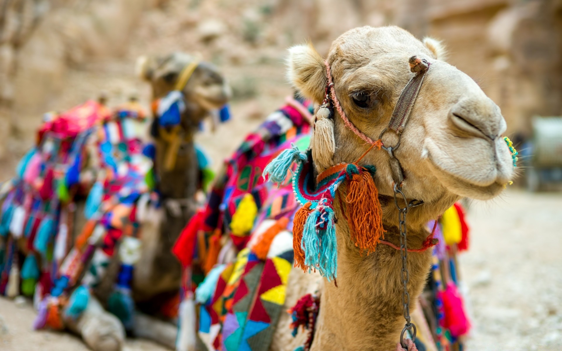 animais camelo camelo árabe tradicional festival cultura beduíno deserto viagens boullier religião carnaval mercado grupo