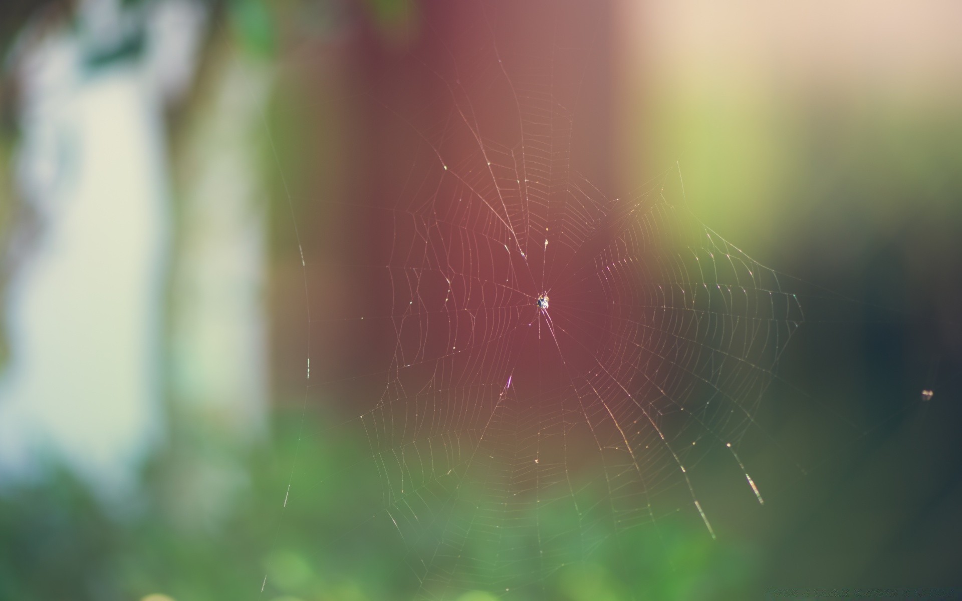 insekten unschärfe spinne farbe hell abstrakt desktop fokus natur licht insekt spinnennetz