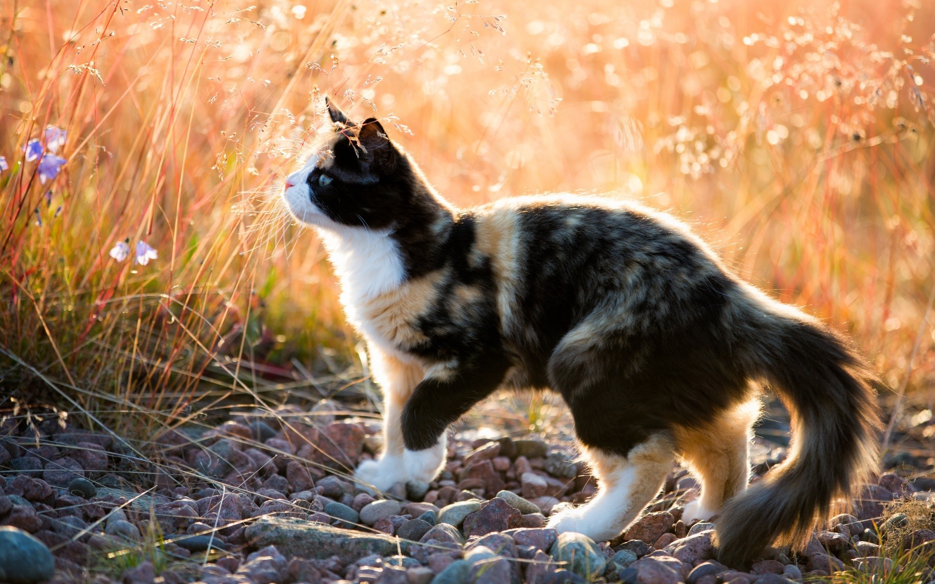 cats dog cute mammal nature animal canine grass outdoors fur looking little pet puppy