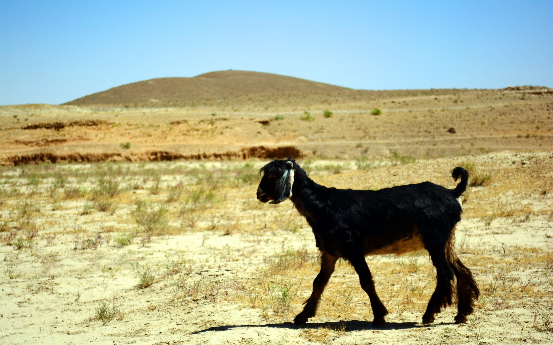 animales mamíferos al aire libre hierba naturaleza campo granja paisaje viajes cielo pastizales desierto cabra heno animal animales vivos rural ganado agricultura