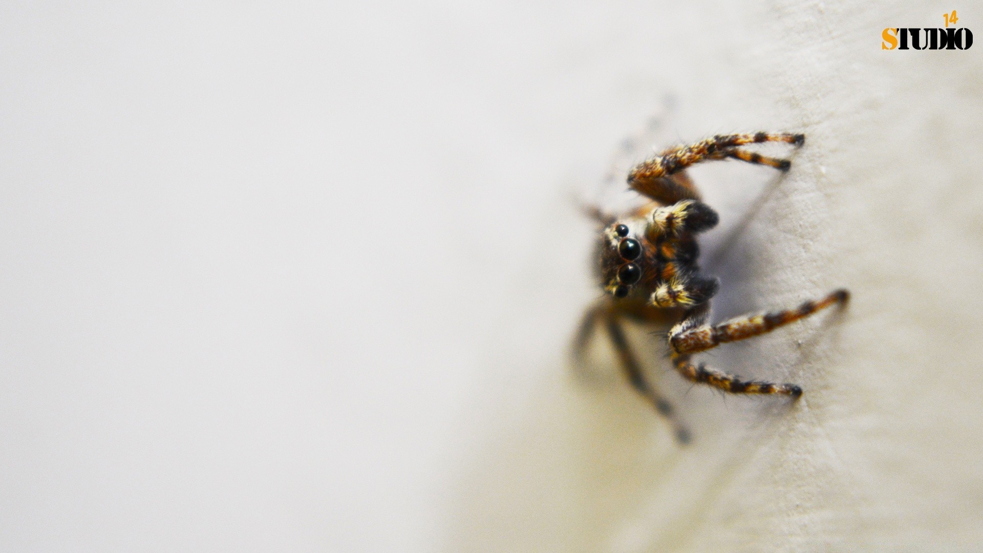 insects spider insect wildlife invertebrate arachnid nature eerie hairy little animal outdoors