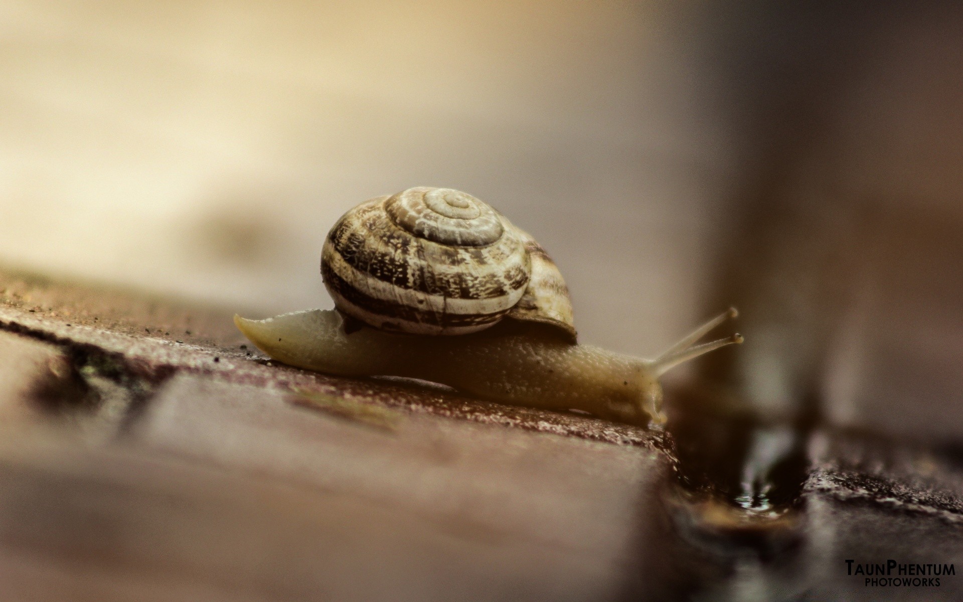 tiere schnecke muscheln bauchfüßler langsam schale wirbellose schleimig klebrig helix schnecke natur spirale essen wenig schleim insekt rutschig schließen nass