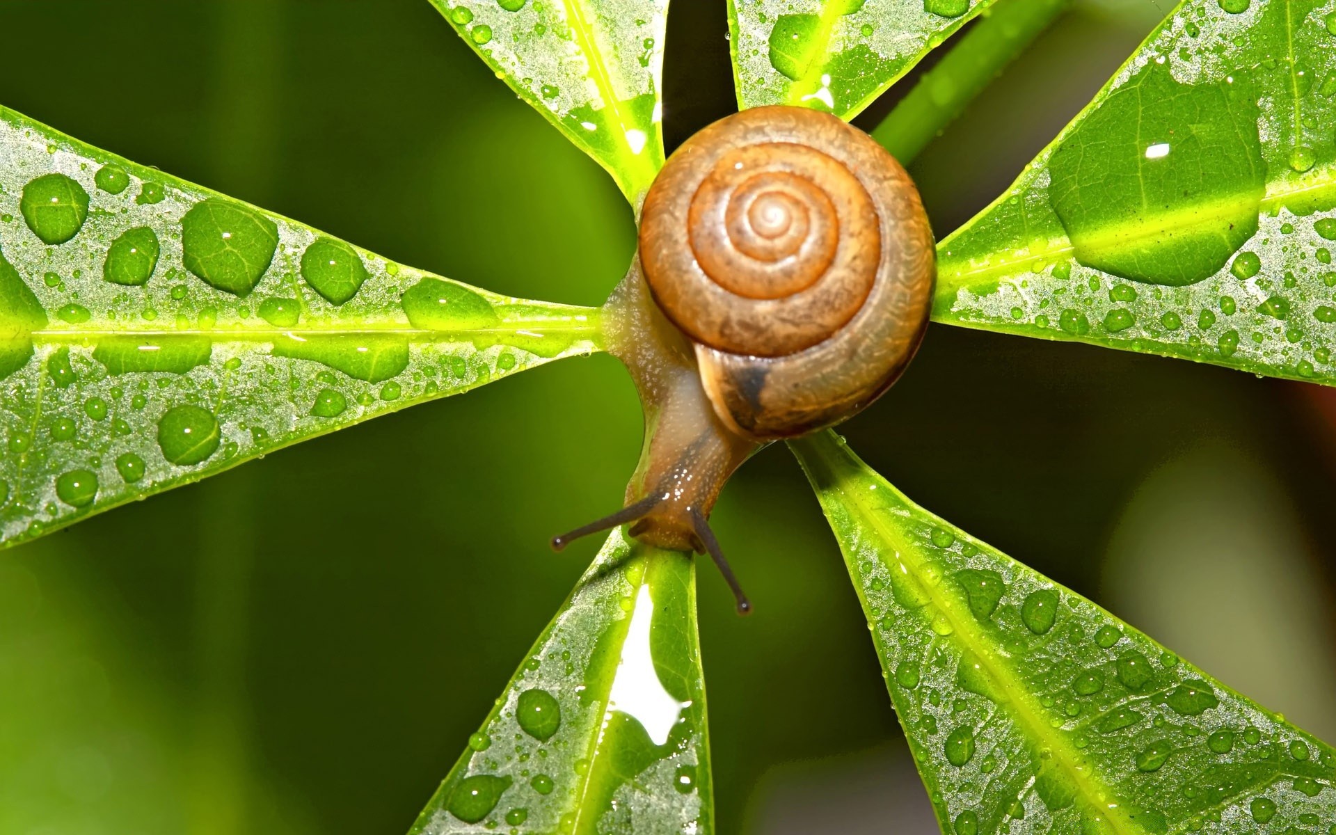 insetos caracol gastrópode mucosa lento jardim helix marisco natureza lesma molhado invertebrados folha espiral muco flora concha peste inseto chuva