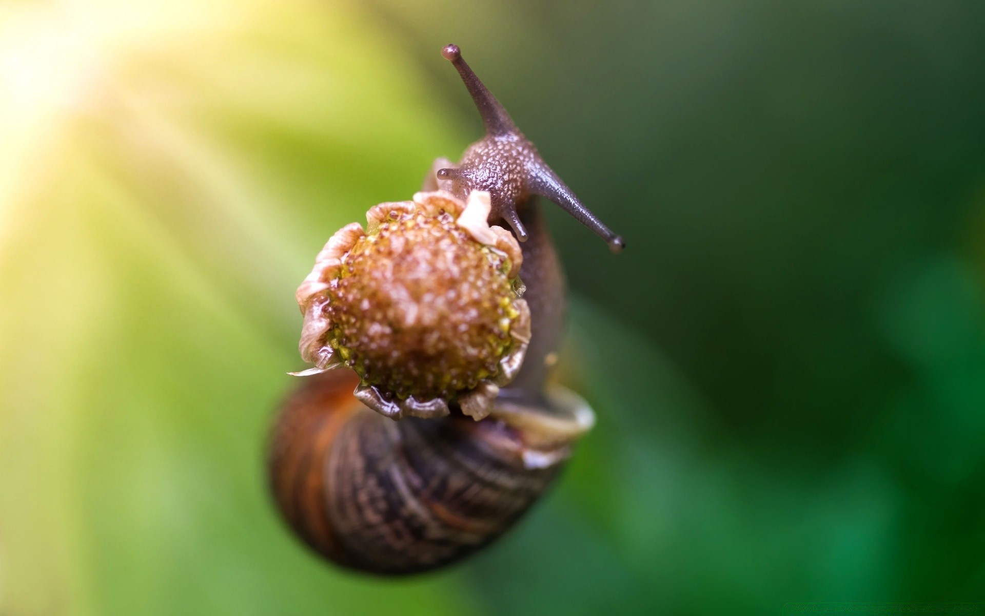 insectes nature invertébrés escargot jardin à l extérieur feuille insecte gastéropode peu flou humide lent nourriture flore pluie