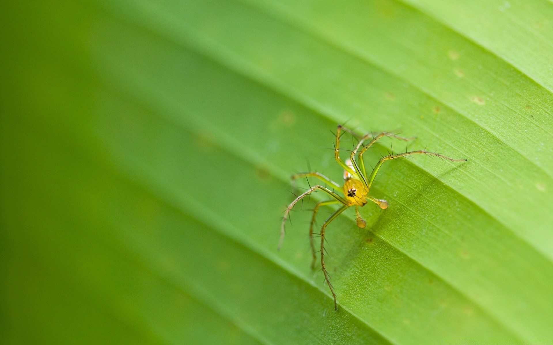 insectes araignée insecte arachnide nature feuille invertébré faune animal