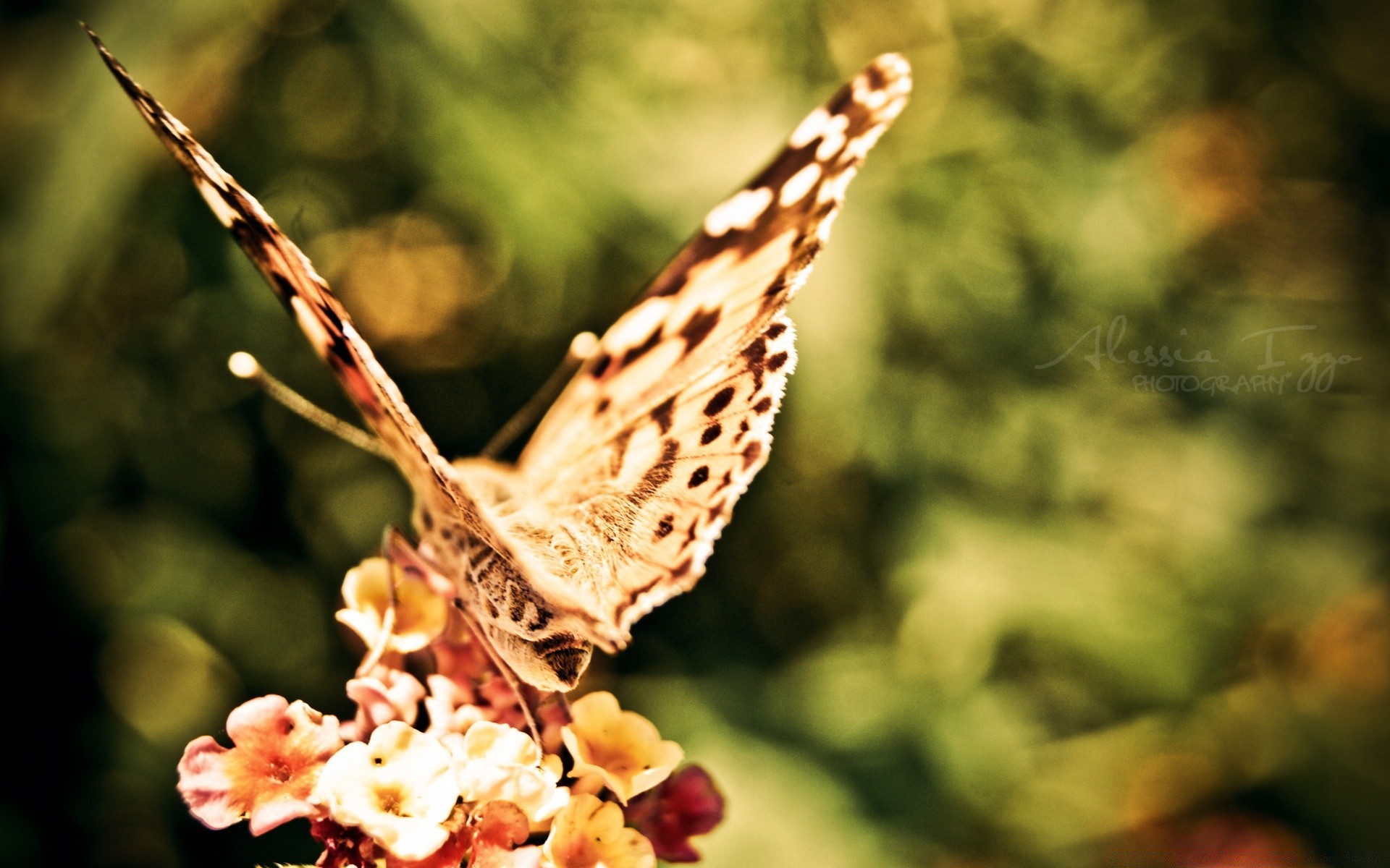 insects nature flower outdoors butterfly summer leaf color beautiful garden flora tree insect close-up