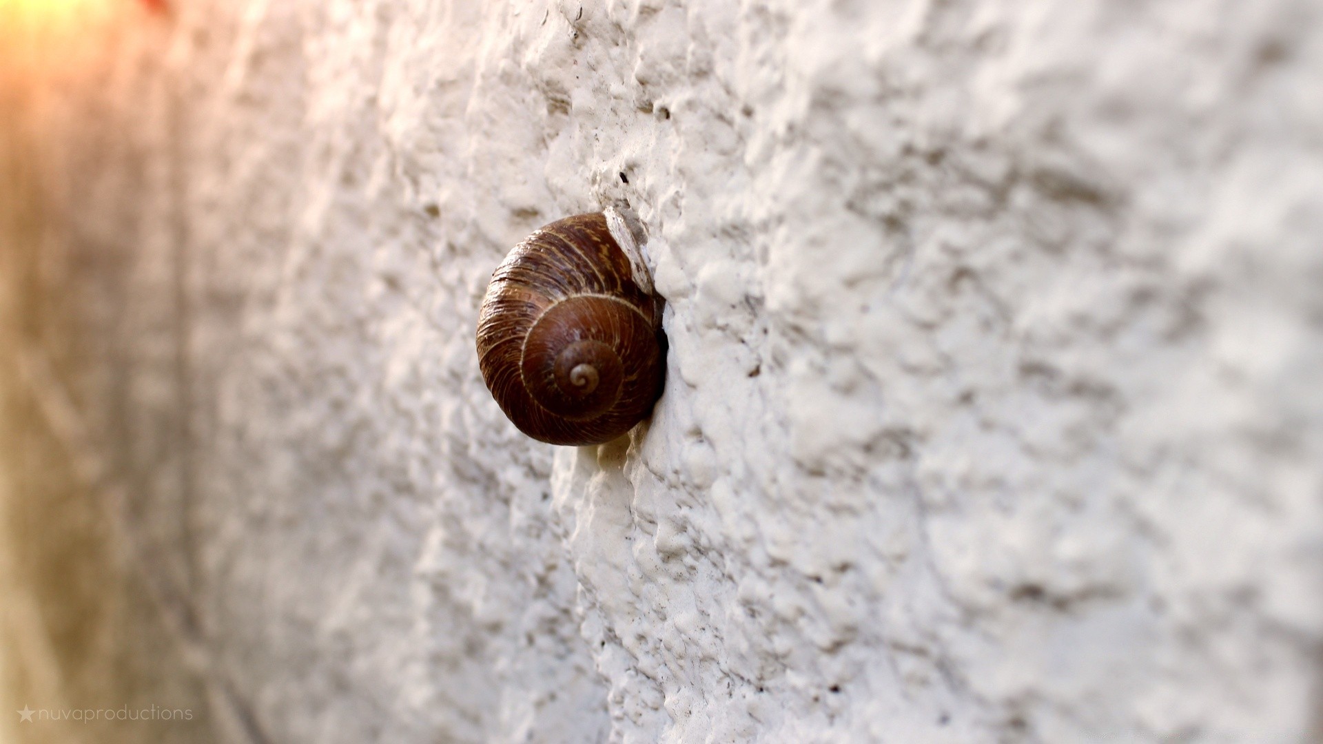 animales invertebrados naturaleza caracol concha cerca lento gasterópodos insecto moluscos plagas pegajoso poco cerca viscoso escritorio espiral madera al aire libre comida