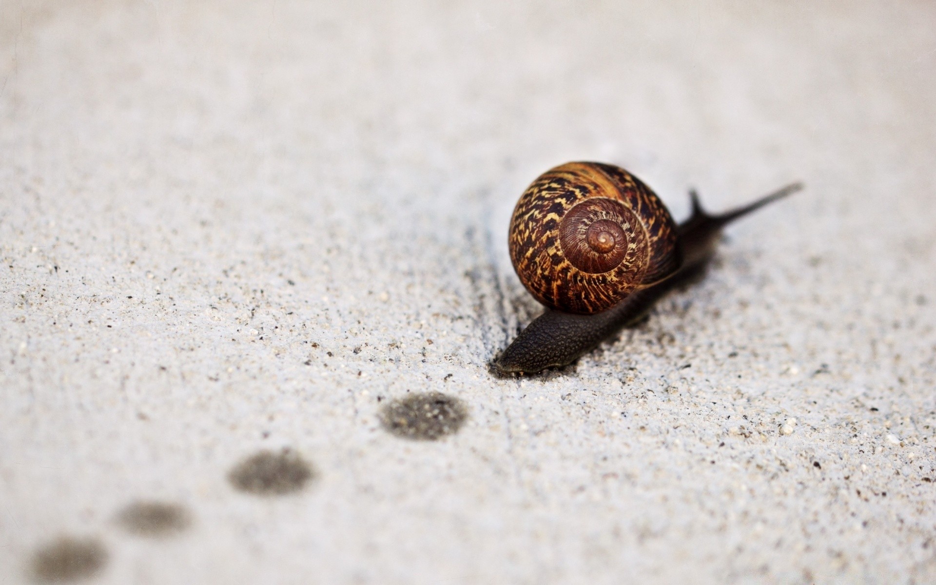 insekten schale muscheln schnecke sand natur strand bauchfüßler wirbellose langsam meer ein wenig schließen im freien desktop nass essen