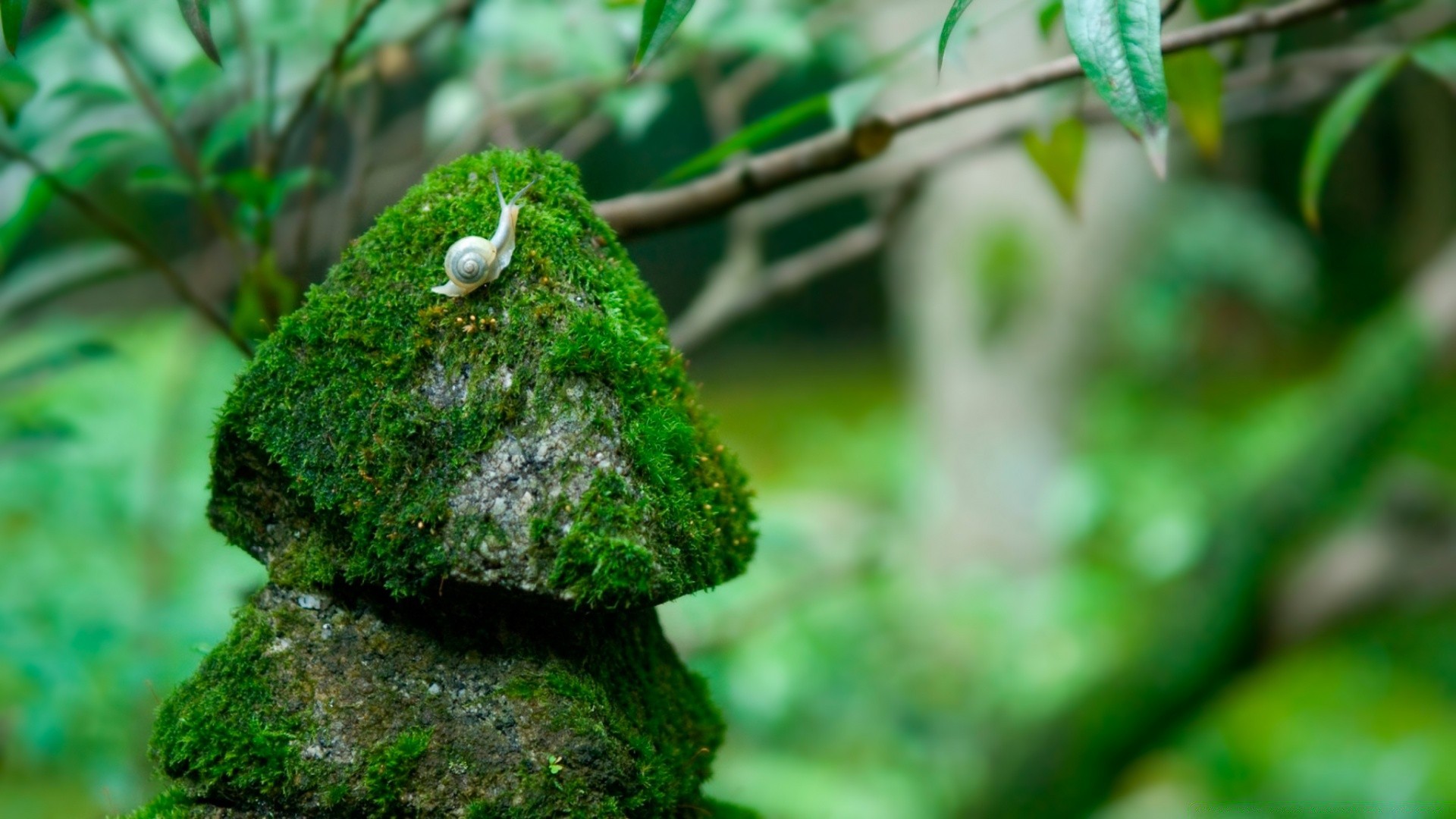 insetos folha madeira ao ar livre natureza árvore borrão crescimento flora chuva jardim ambiente grama