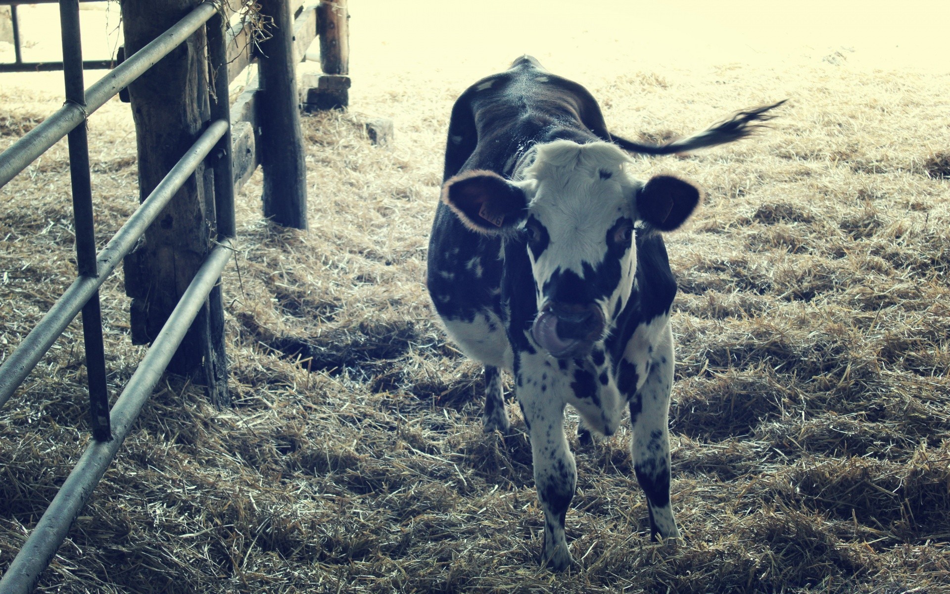 animals cattle agriculture farm livestock mammal cow rural bull animal one fence outdoors calf pasture hay country countryside farmland