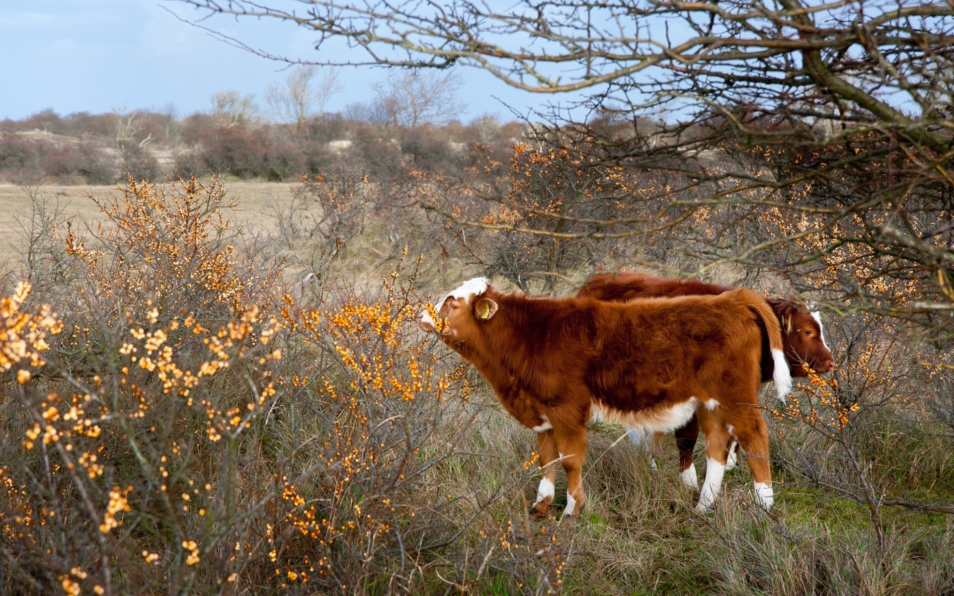 tiere säugetier gras im freien bauernhof natur rinder des ländlichen landwirtschaft landschaft feld kuh weide landschaft heuhaufen lebende tiere weide tier