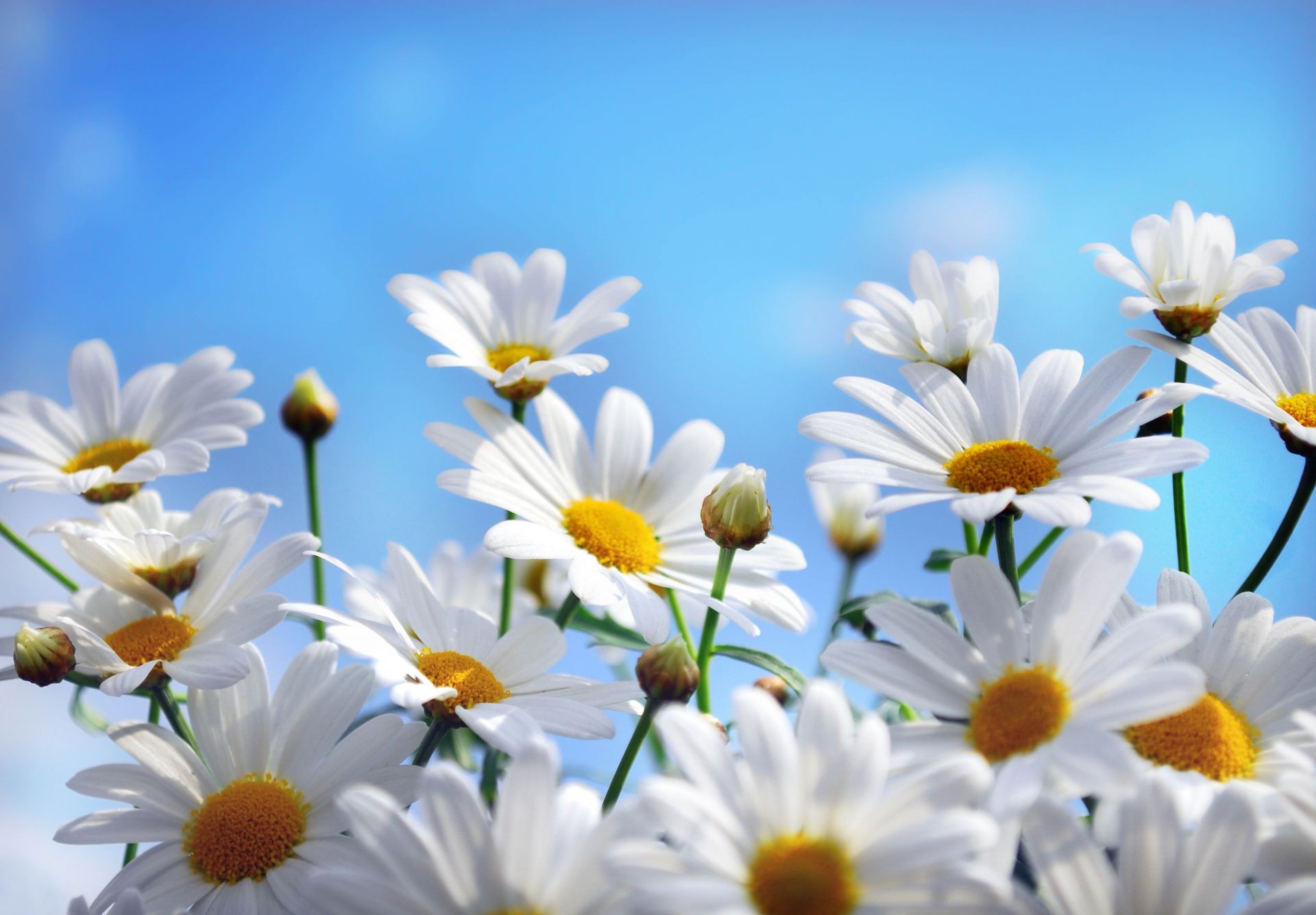 kamille natur sommer blume flora gutes wetter garten hell sonne blütenblatt blatt farbe wachstum blühen blumen sonnig jahreszeit im freien sanft