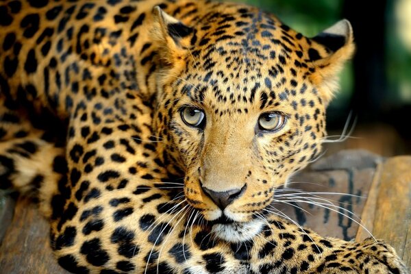 Imagen de un leopardo en la naturaleza