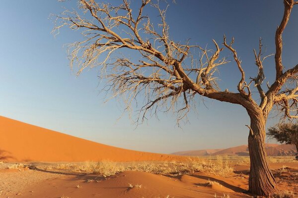 Paisaje árbol seco en el desierto