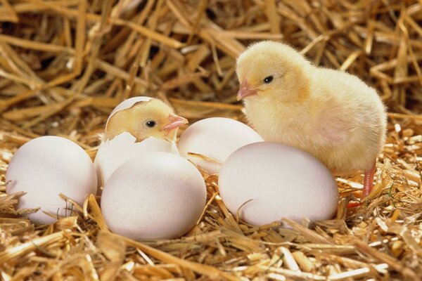 Beautiful little chicks hatch