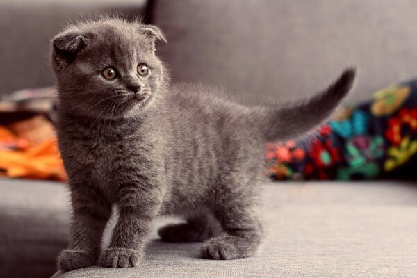 A LITTLE KITTEN ON THE COUCH WATCHING TV